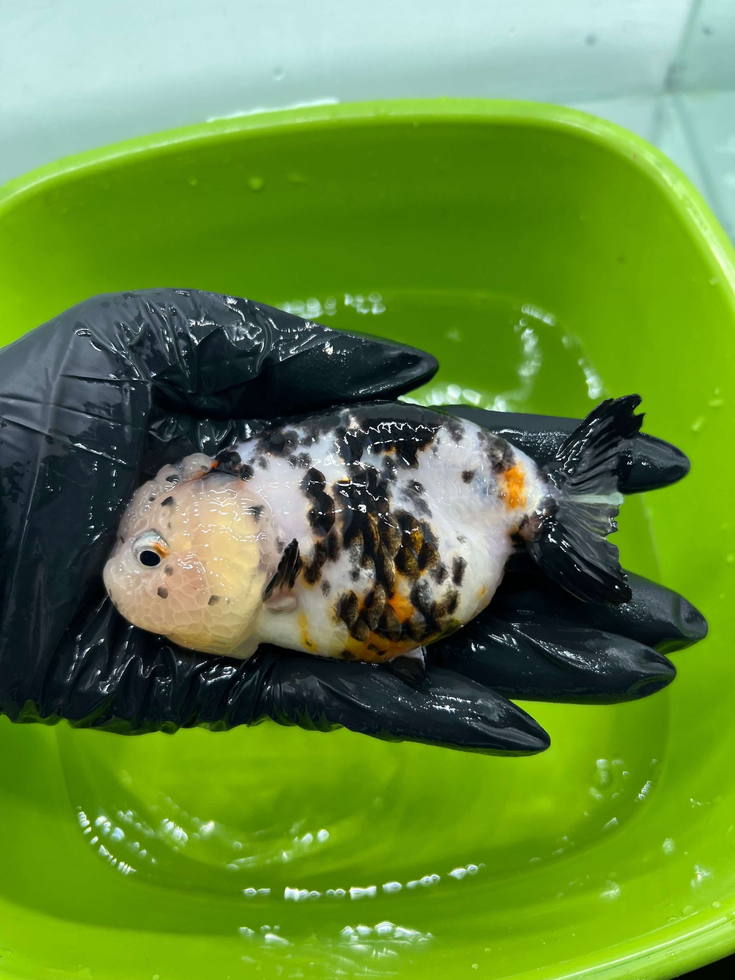 B2 - A grade Milk cow Ranchu