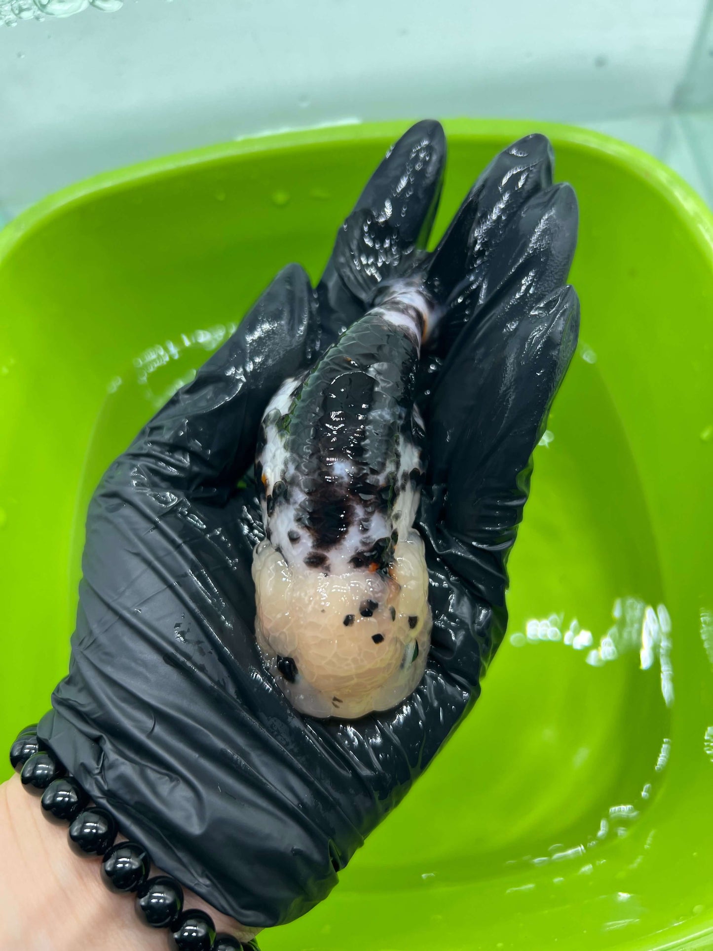 B2 - A grade Milk cow Ranchu