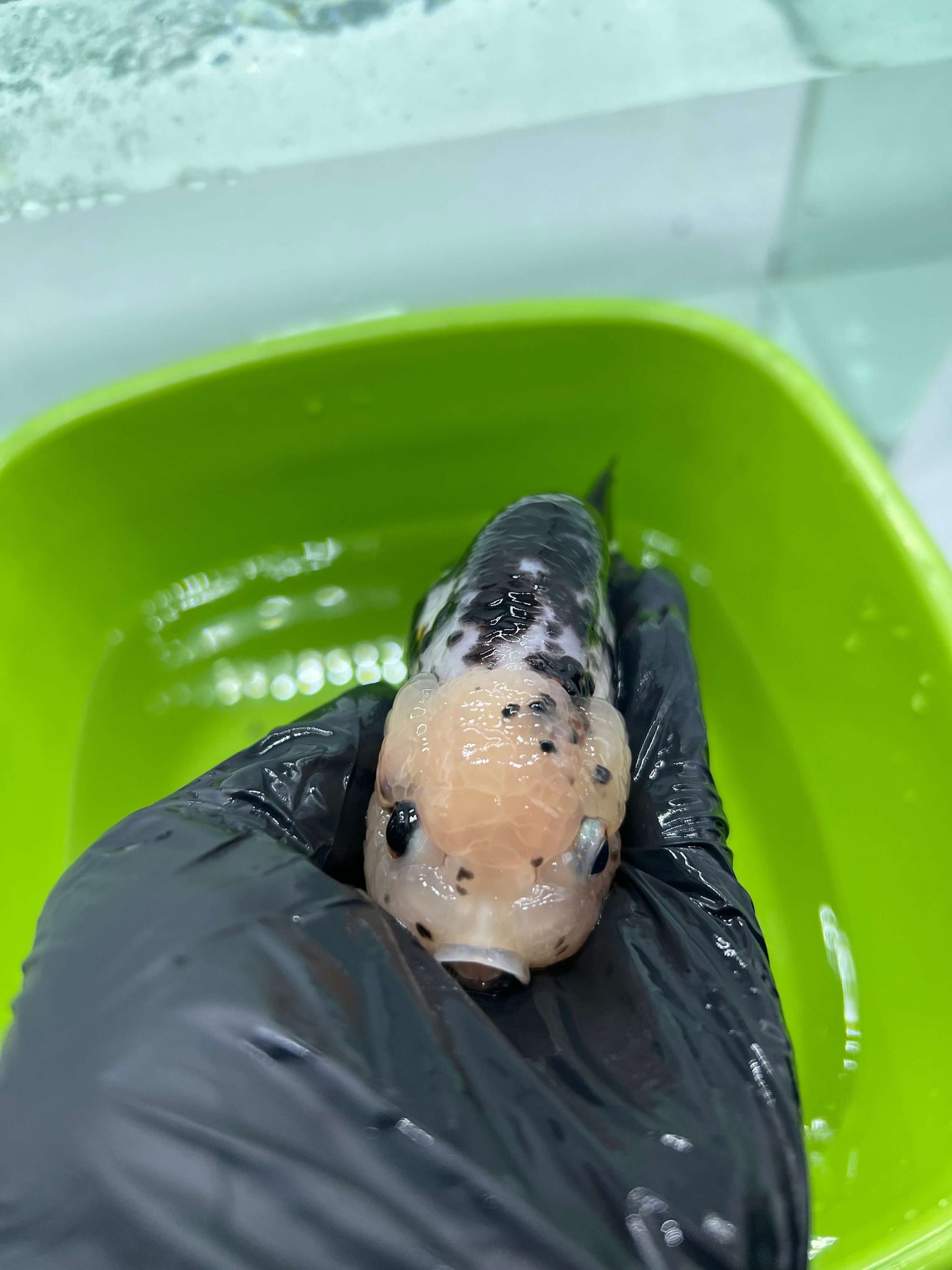 B2 - A grade Milk cow Ranchu