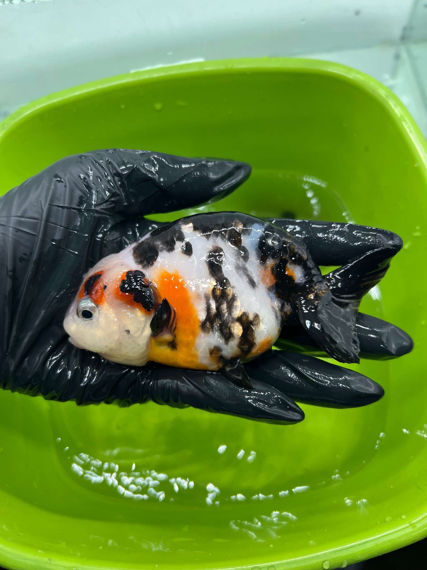 B1 - A grade Milk cow Ranchu
