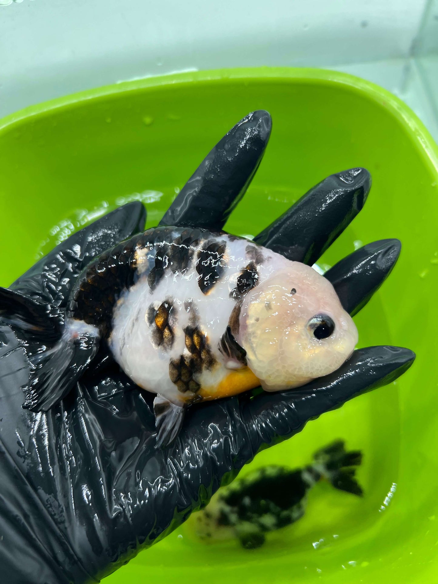 B1 - A grade Milk cow Ranchu