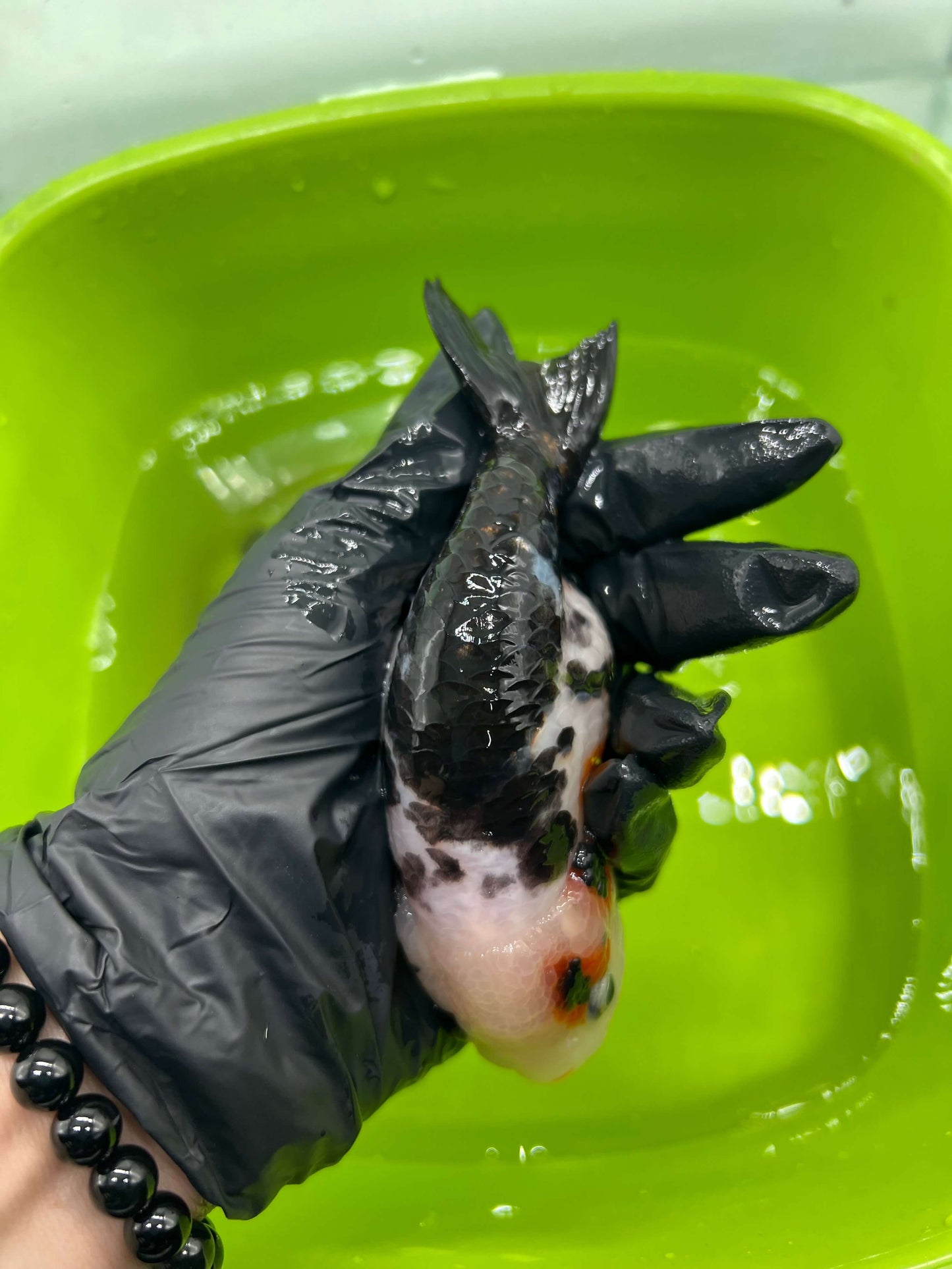 B1 - A grade Milk cow Ranchu