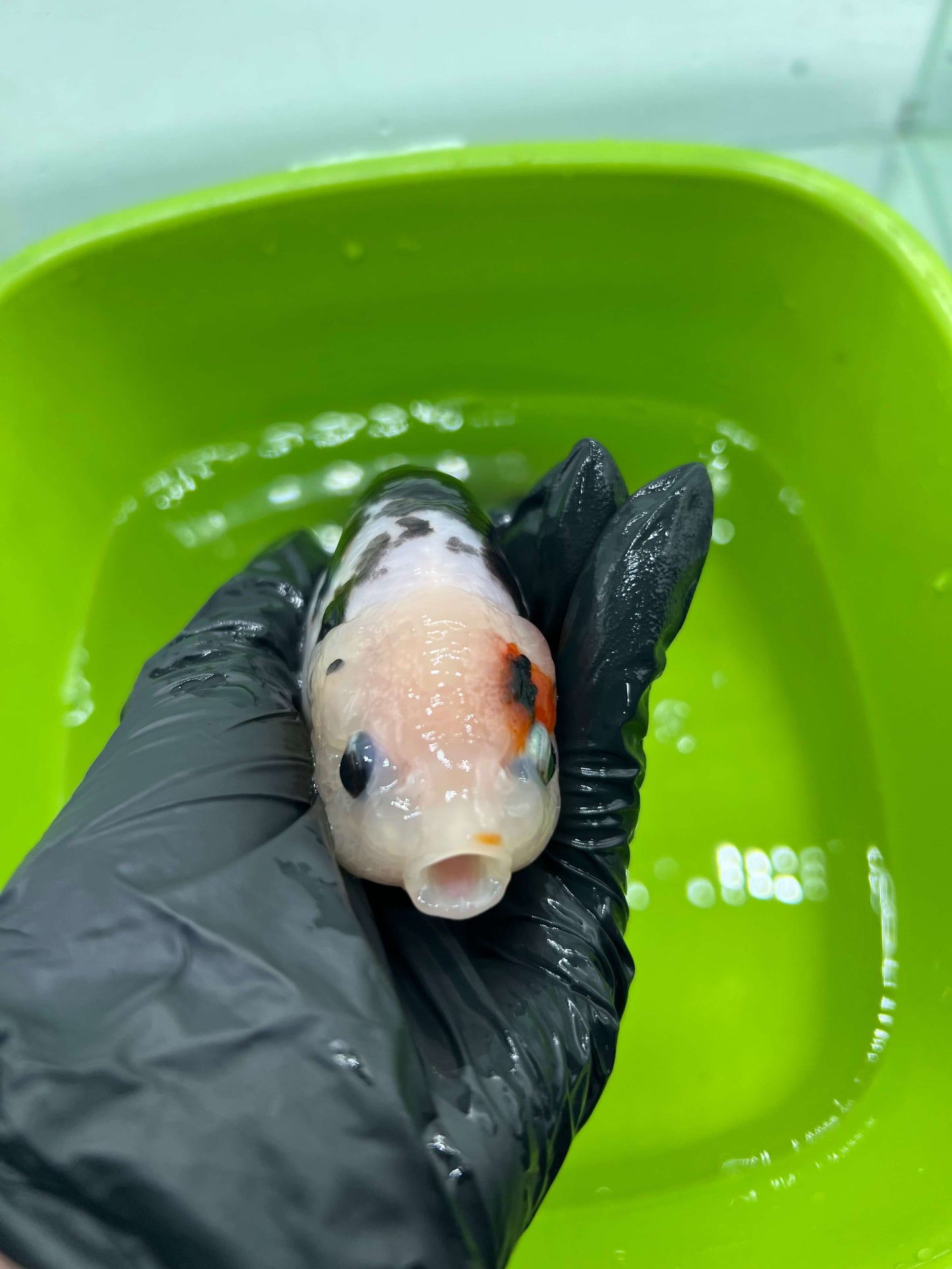 B1 - A grade Milk cow Ranchu