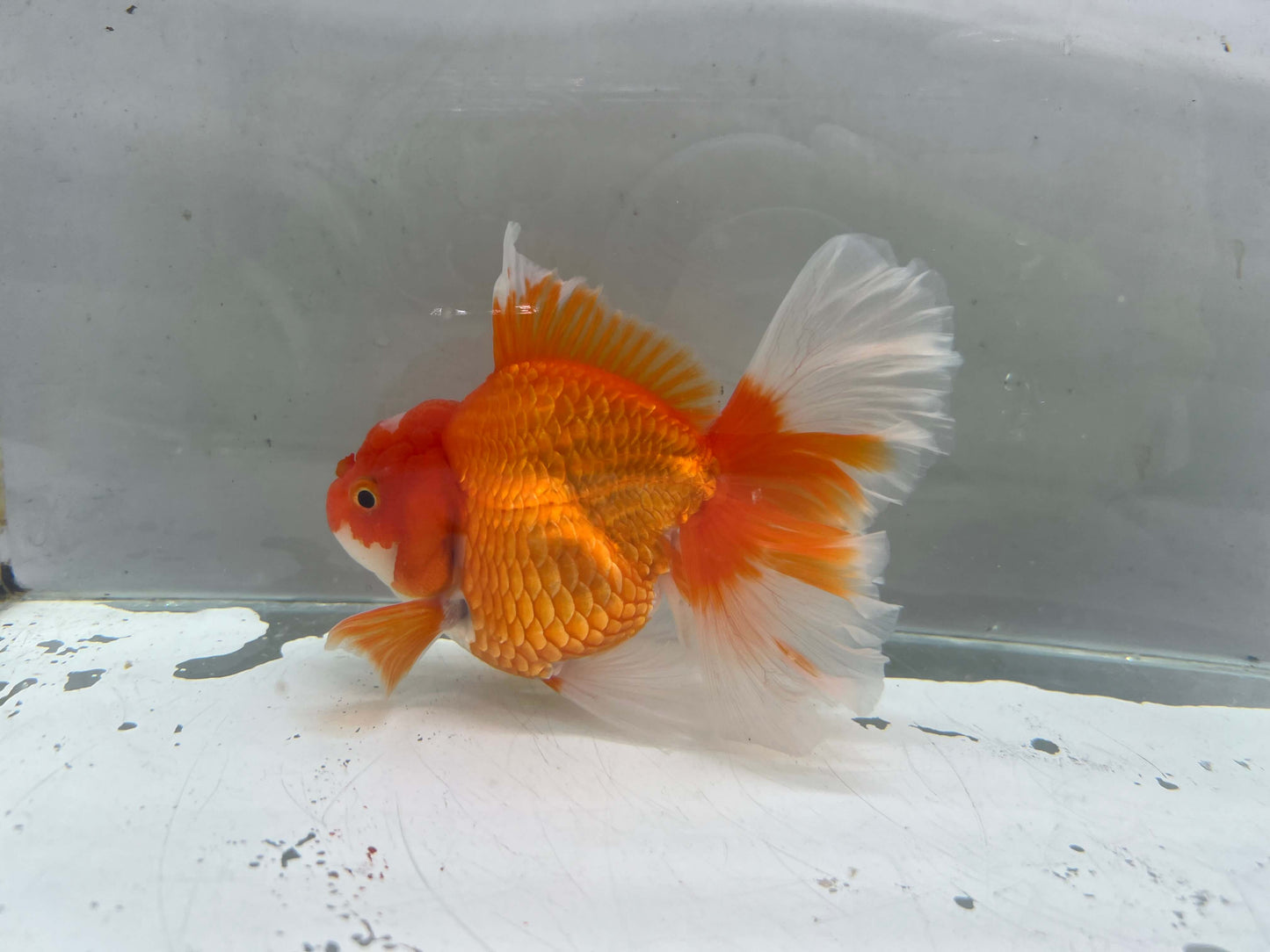 A - Jumbo Rosetail Oranda (13–14 cm)