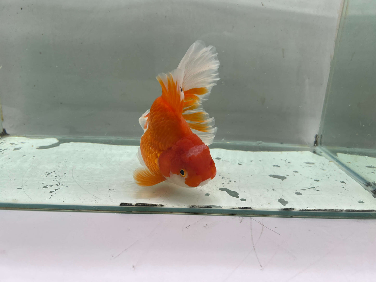 A - Jumbo Rosetail Oranda (13–14 cm)
