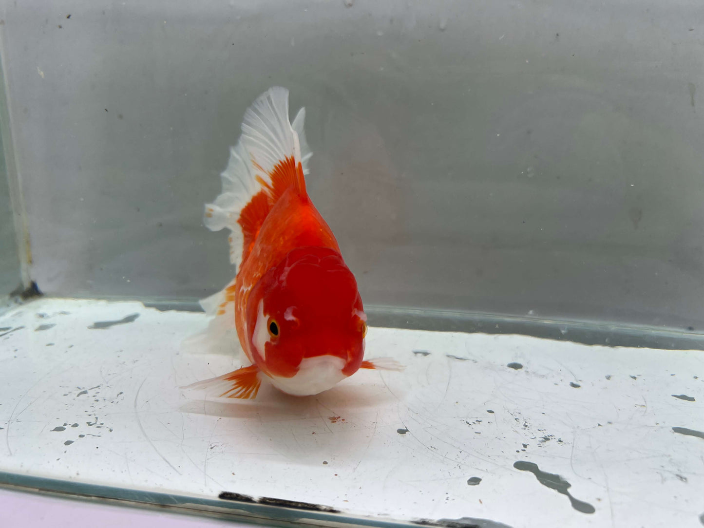 B - Jumbo Rosetail Oranda (13–14 cm)
