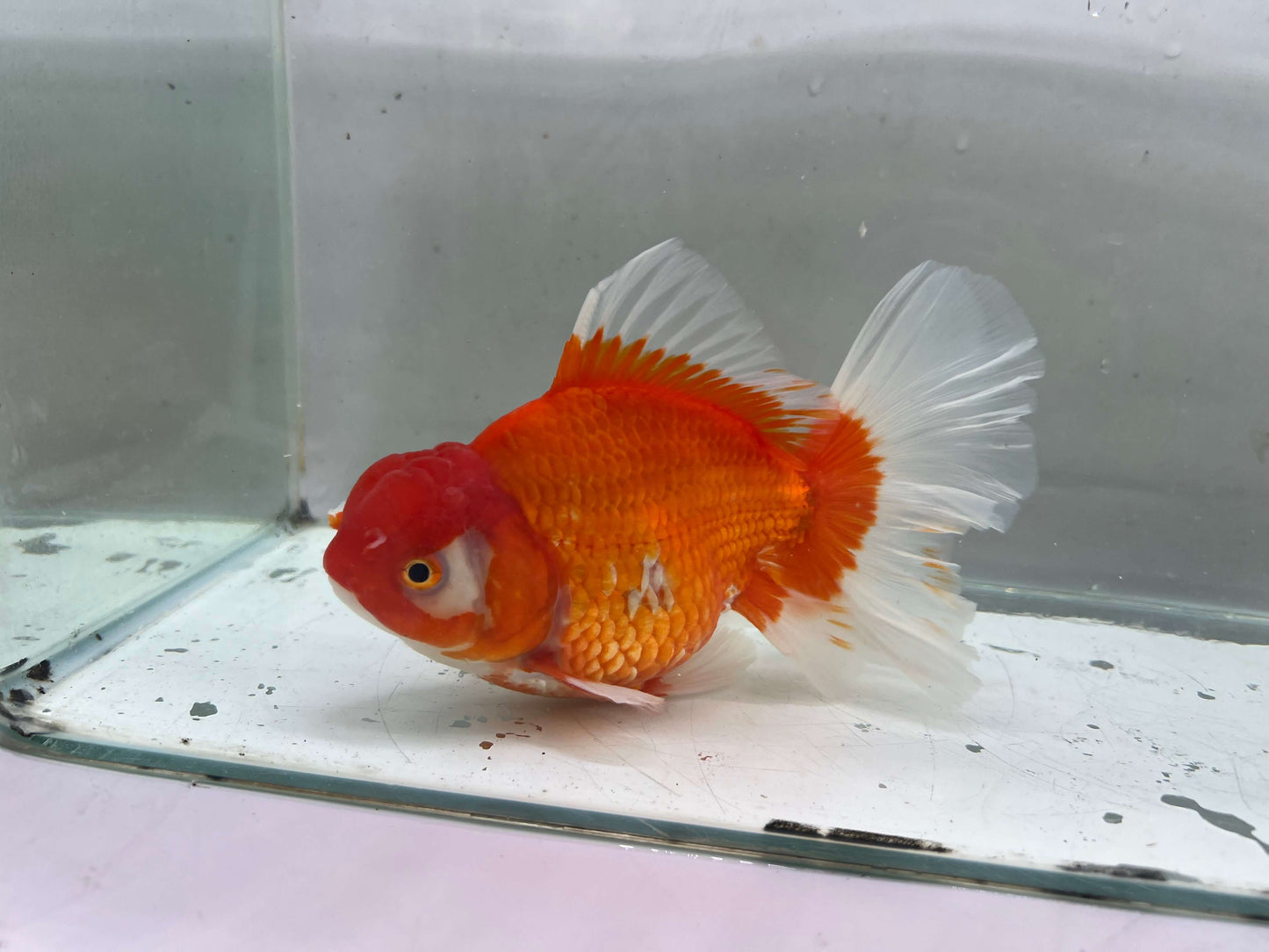 B - Jumbo Rosetail Oranda (13–14 cm)