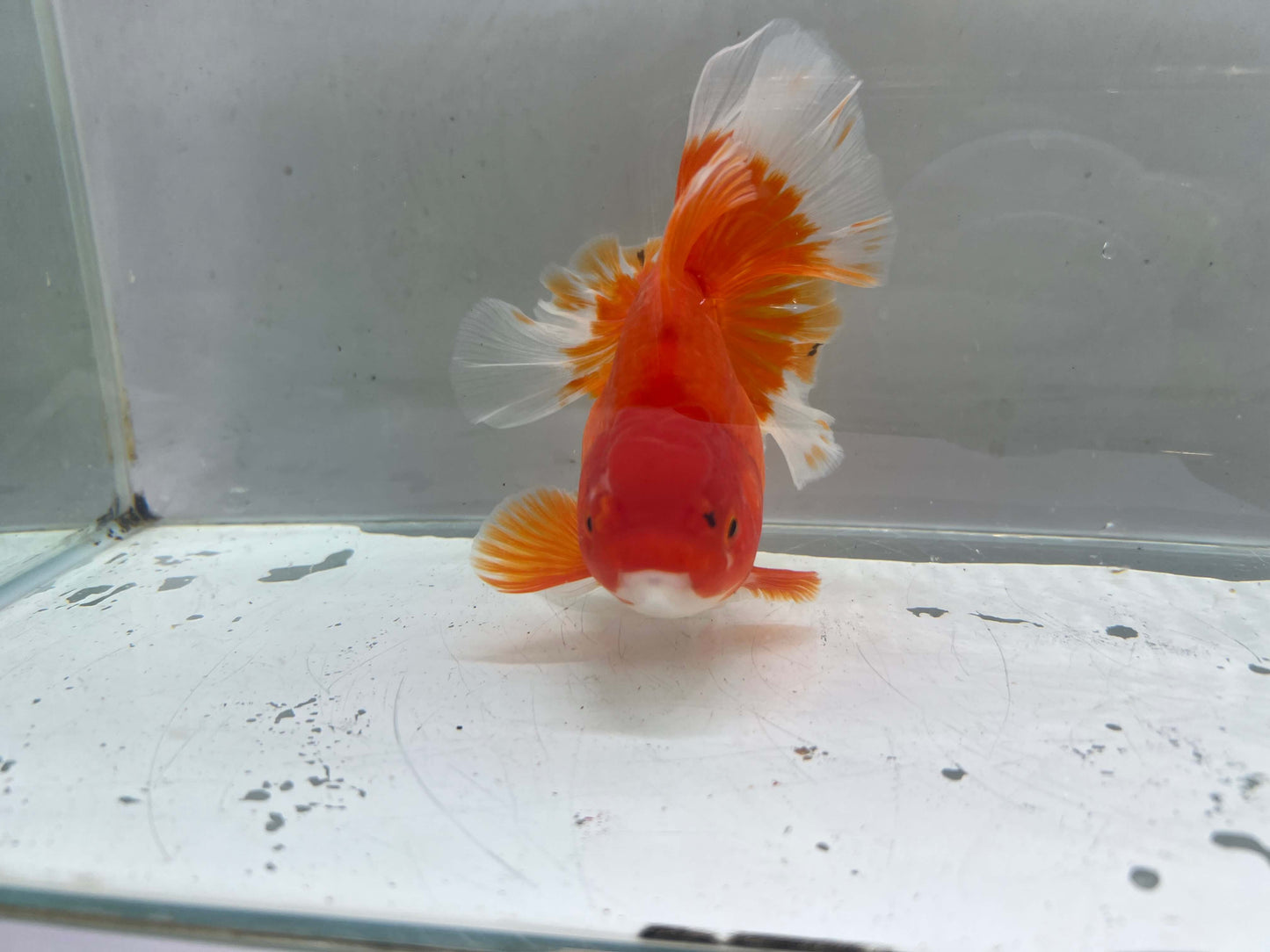 C - Jumbo Rosetail Oranda (13–14 cm)