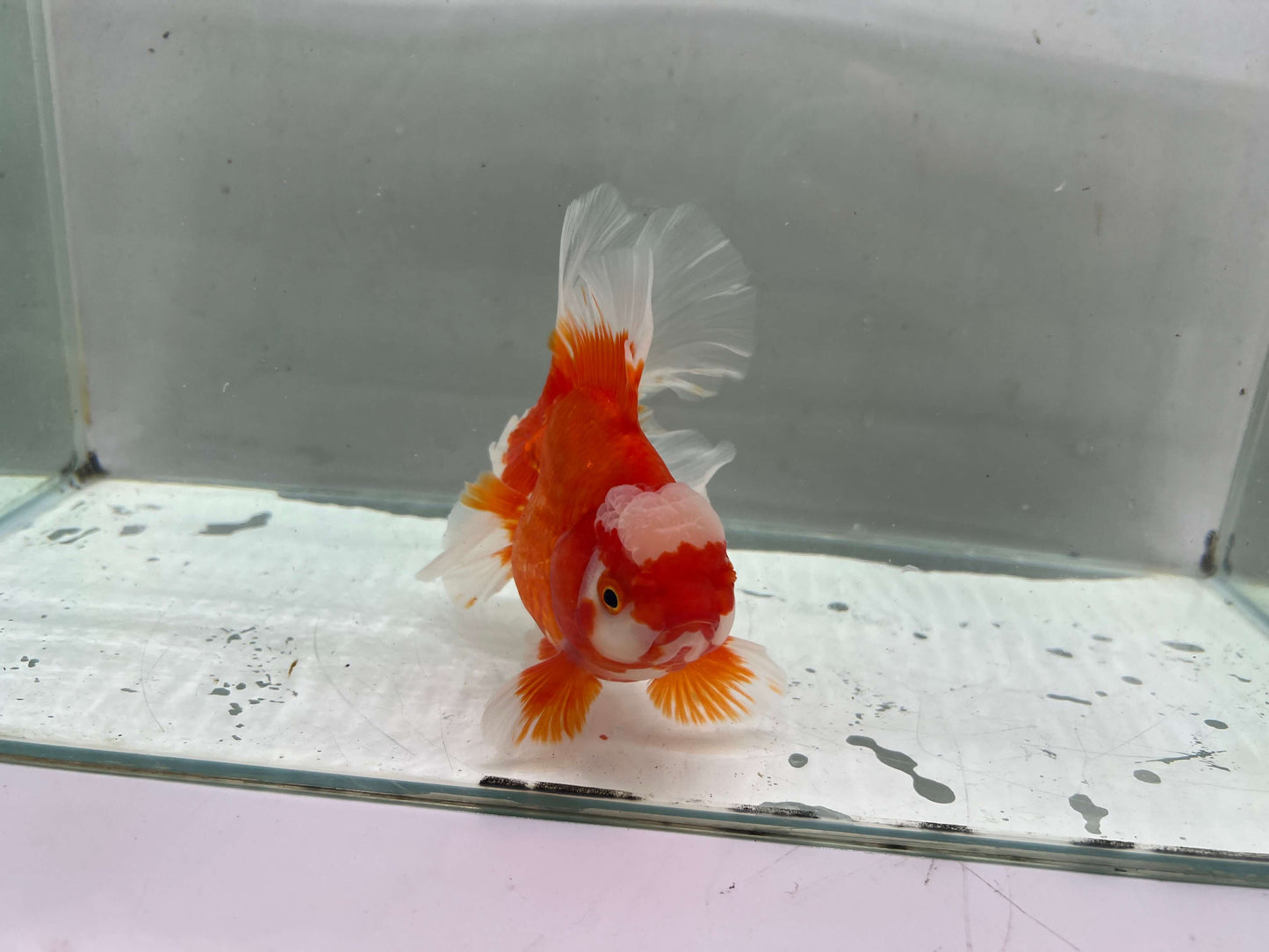 D - Jumbo Rosetail Oranda (13–14 cm)