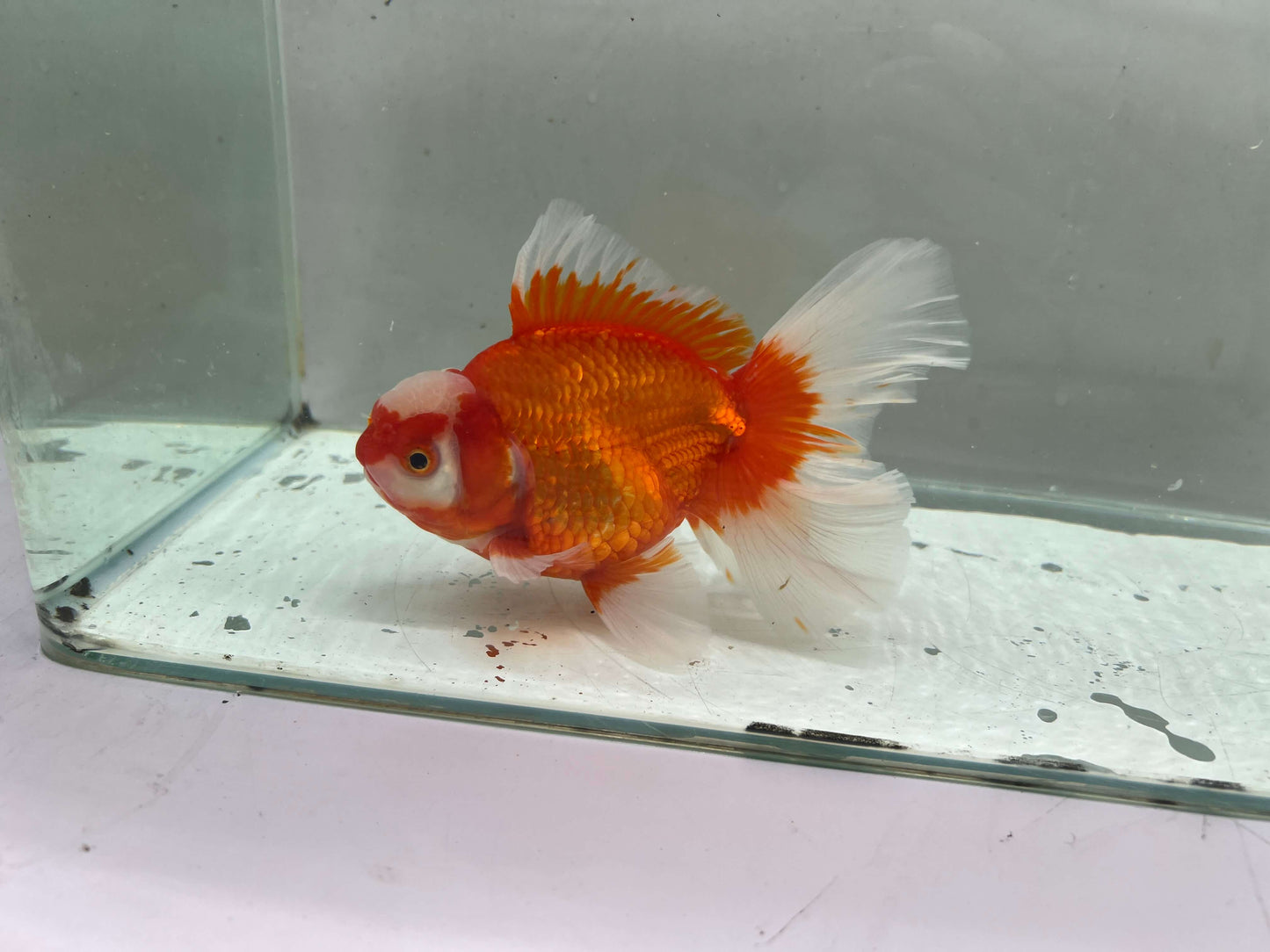 D - Jumbo Rosetail Oranda (13–14 cm)