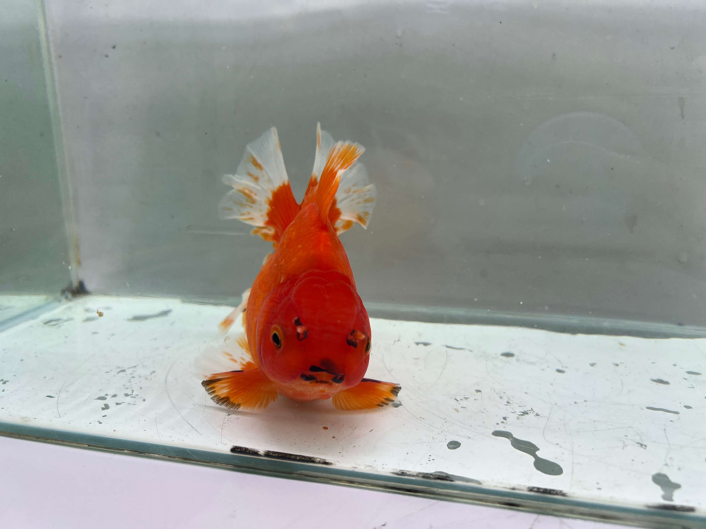 E - Jumbo Rosetail Oranda (13–14 cm)