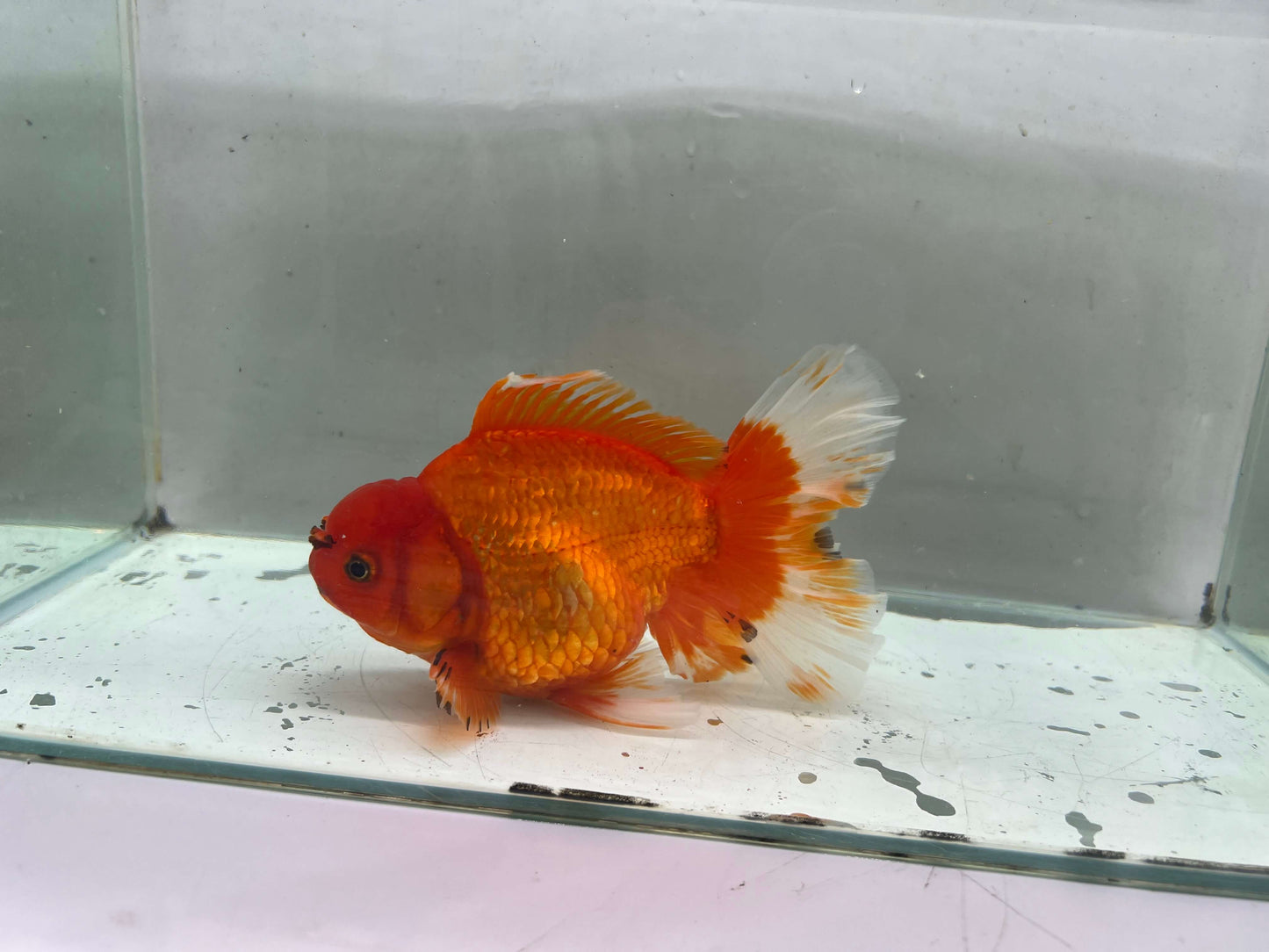 E - Jumbo Rosetail Oranda (13–14 cm)