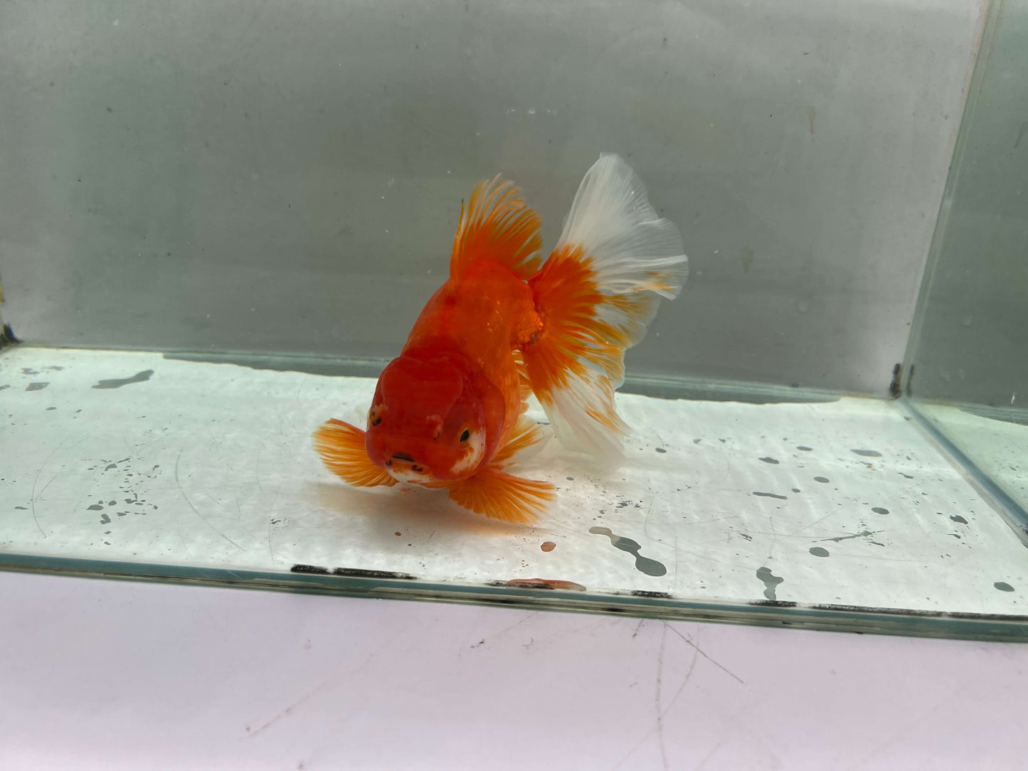 F - Jumbo Rosetail Oranda (13–14 cm)