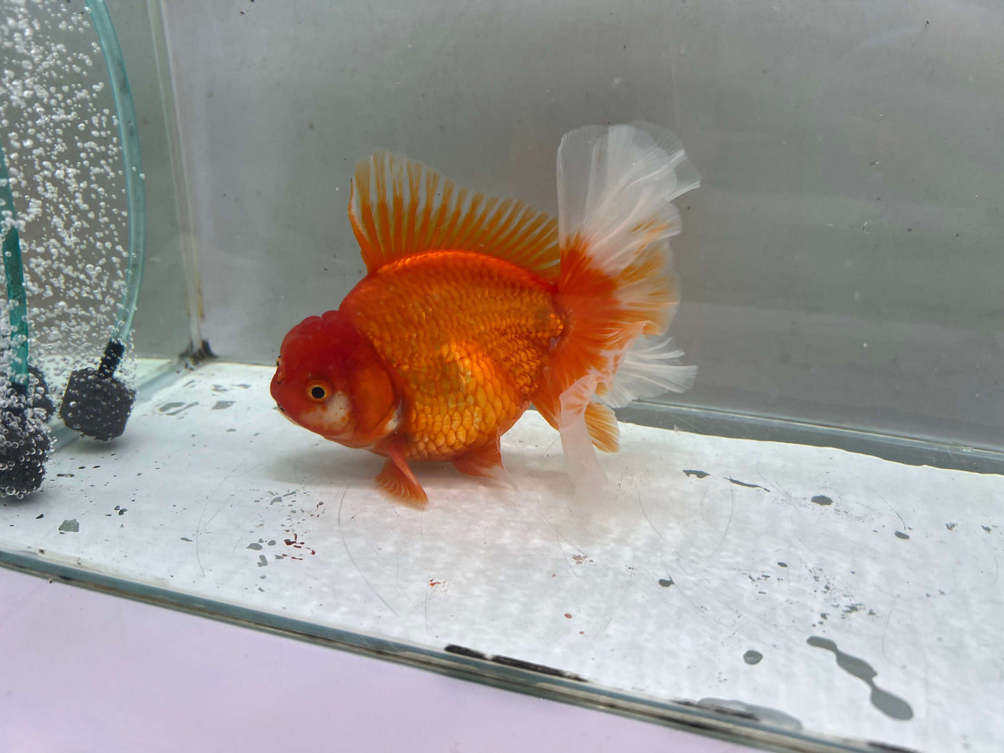 F - Jumbo Rosetail Oranda (13–14 cm)