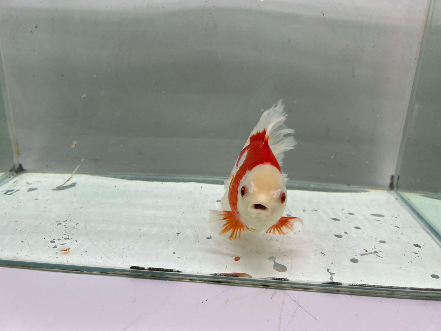 G - Jumbo Rosetail Oranda (13–14 cm)