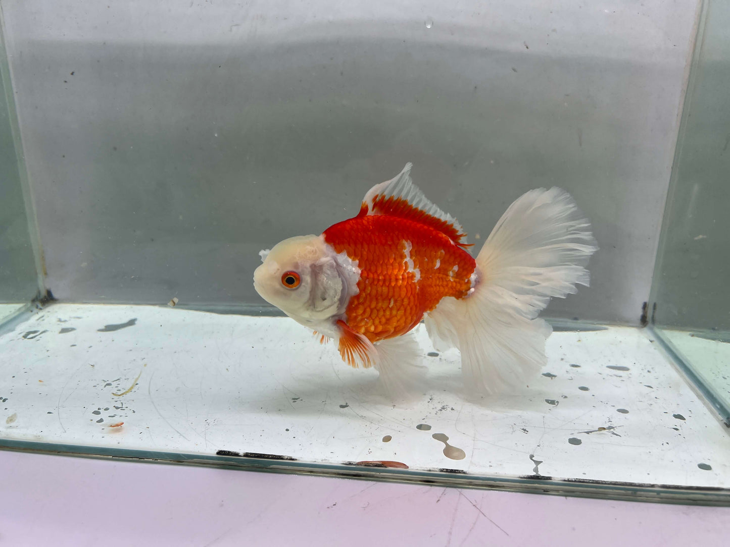 G - Jumbo Rosetail Oranda (13–14 cm)