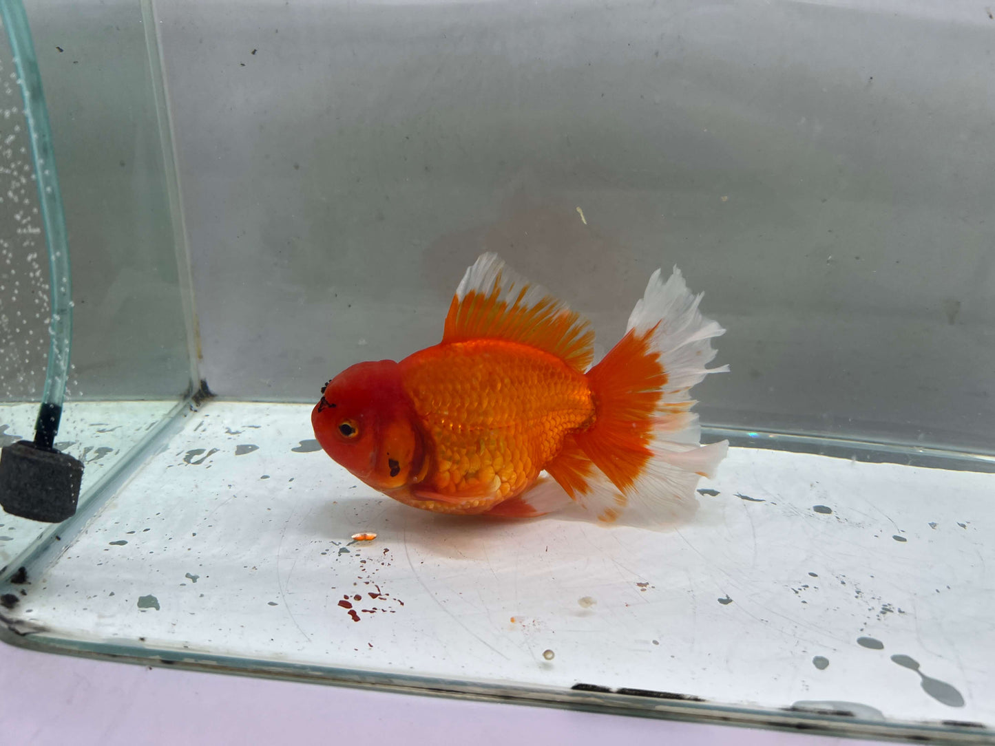 H - Jumbo Rosetail Oranda (13–14 cm)