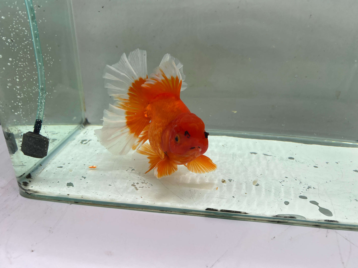 H - Jumbo Rosetail Oranda (13–14 cm)