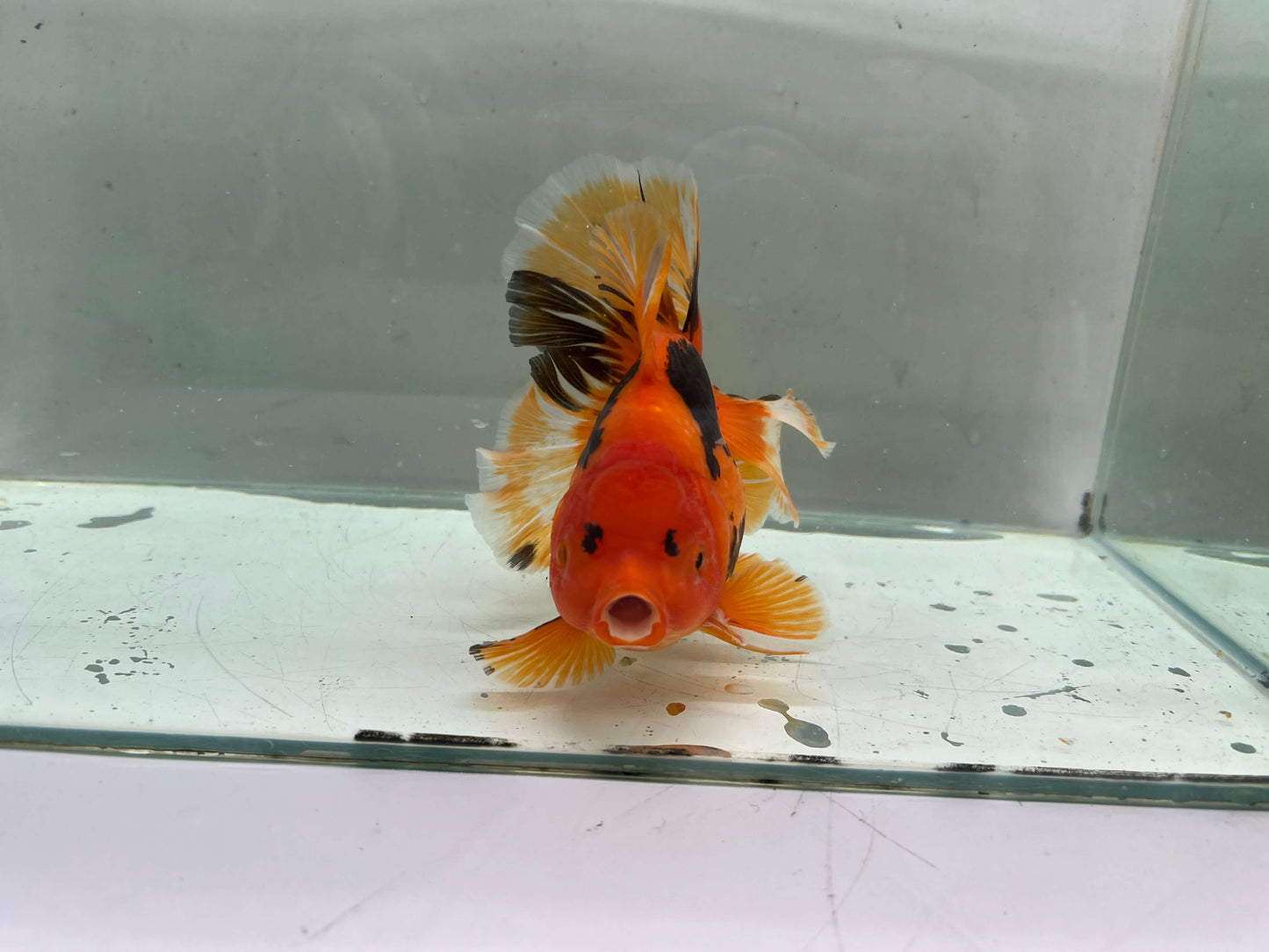 I - Jumbo Rosetail Oranda (13–14 cm)