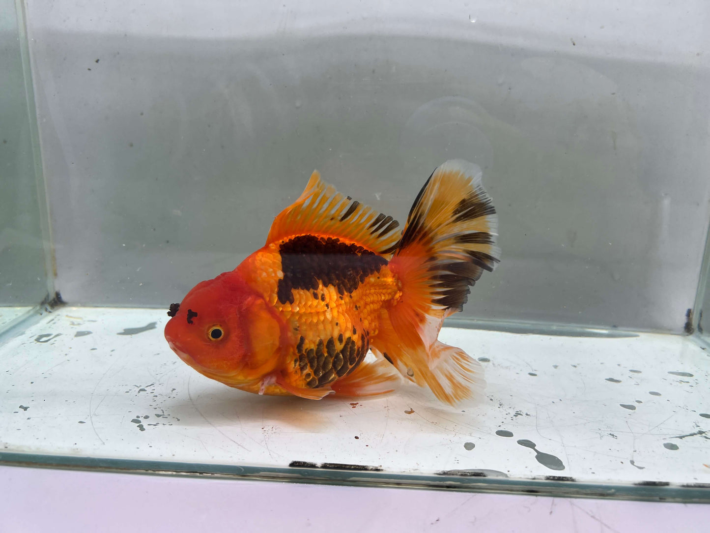 I - Jumbo Rosetail Oranda (13–14 cm)
