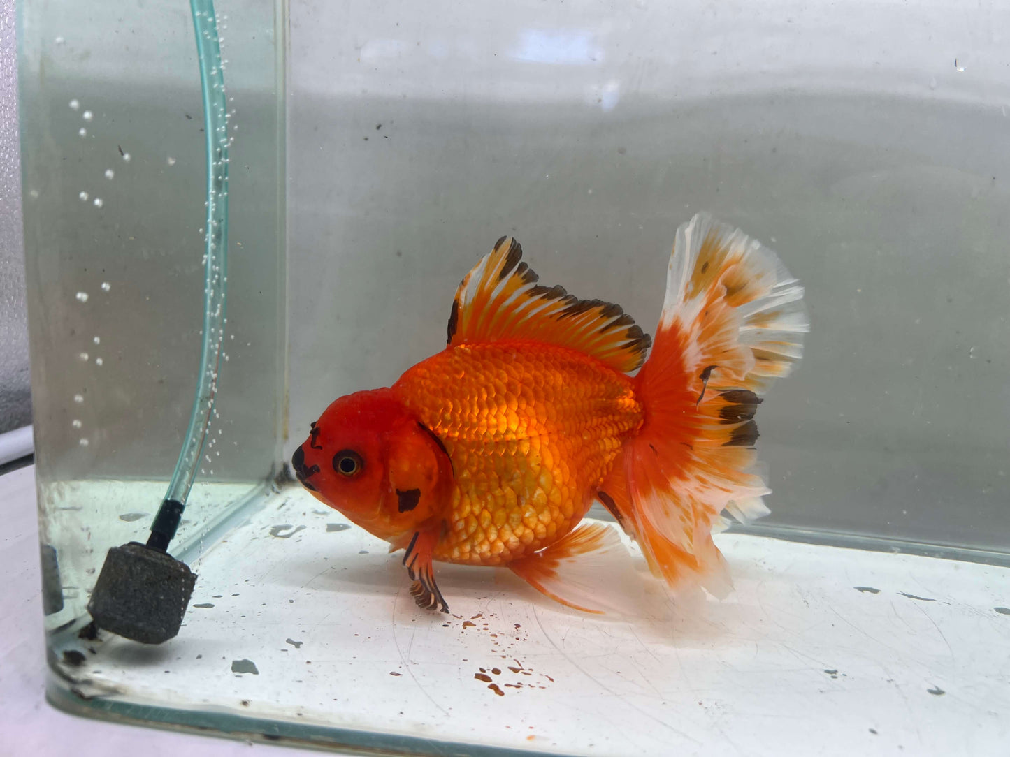 K - Jumbo Rosetail Oranda (13–14 cm)