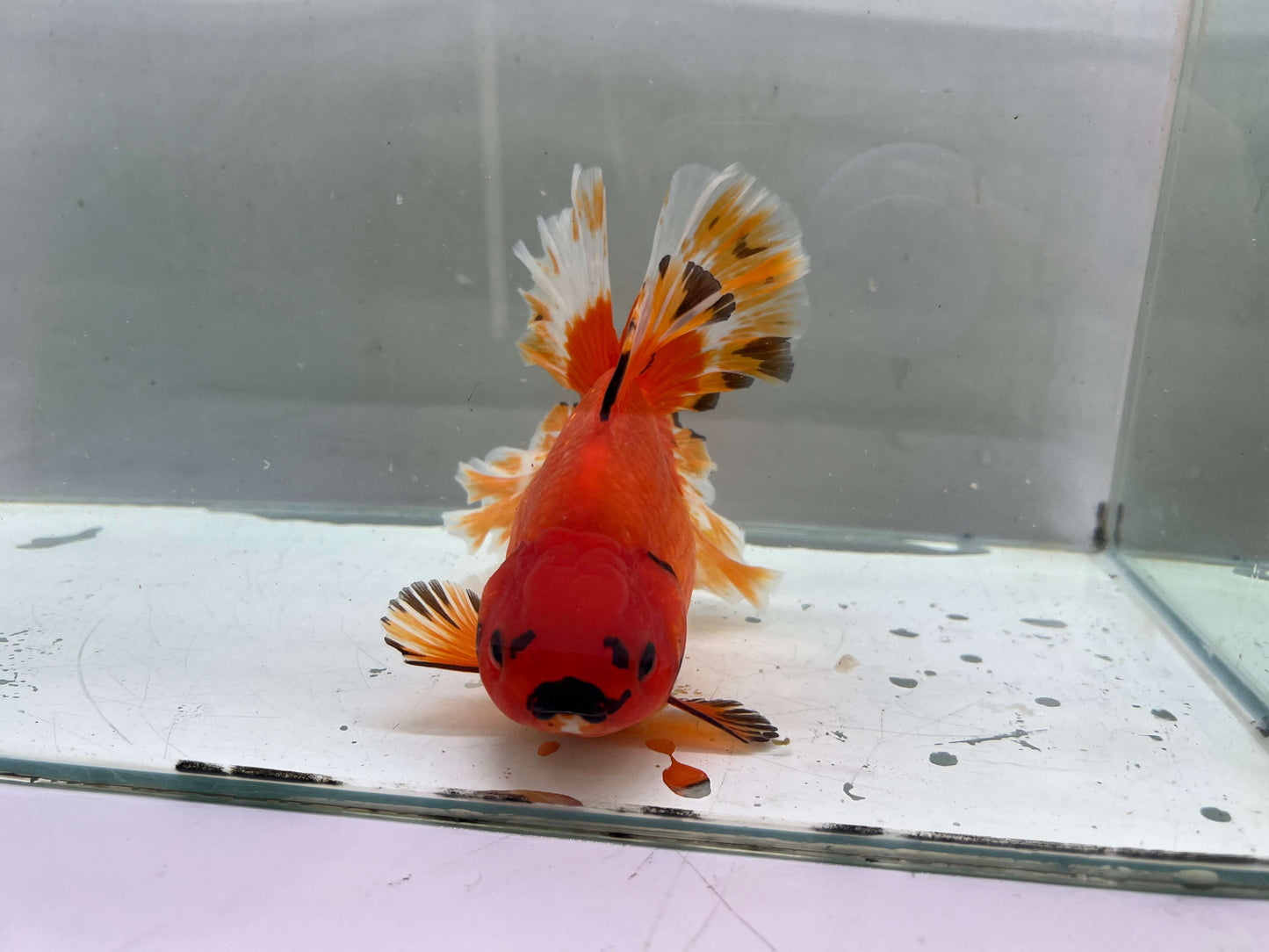 K - Jumbo Rosetail Oranda (13–14 cm)