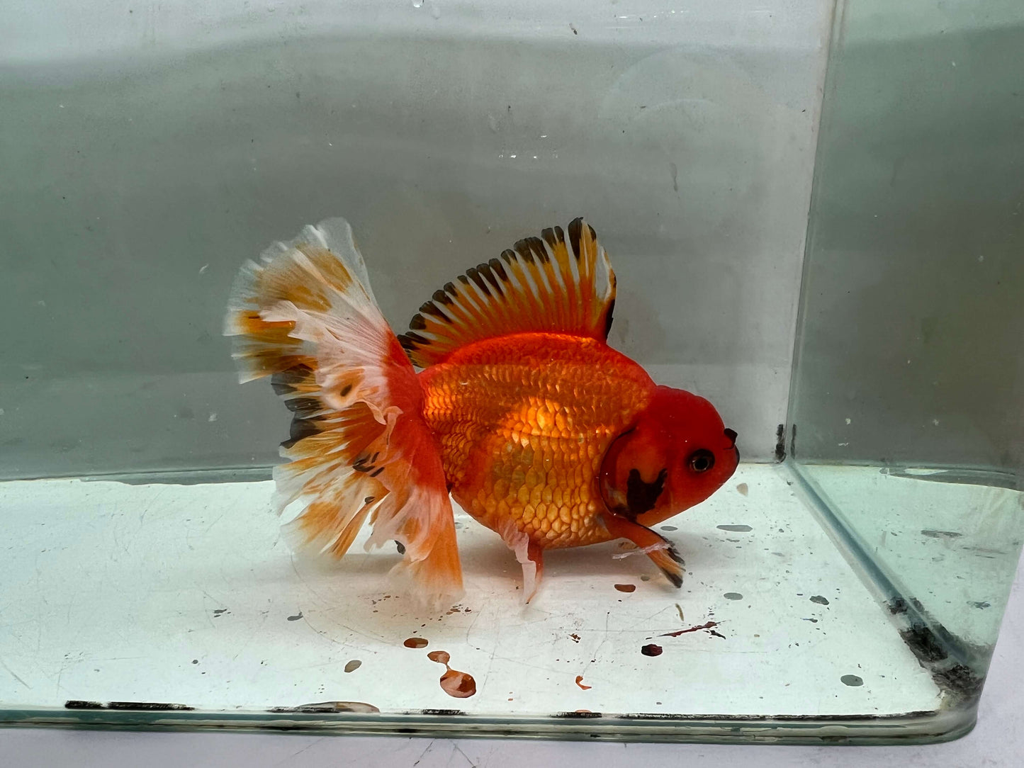 K - Jumbo Rosetail Oranda (13–14 cm)