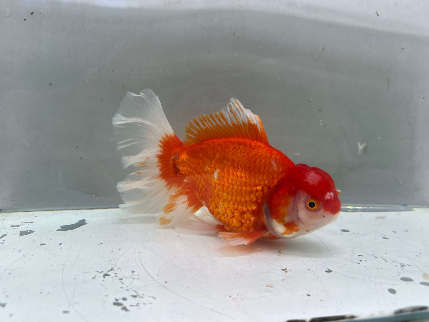 L - Jumbo Rosetail Oranda (13–14 cm)