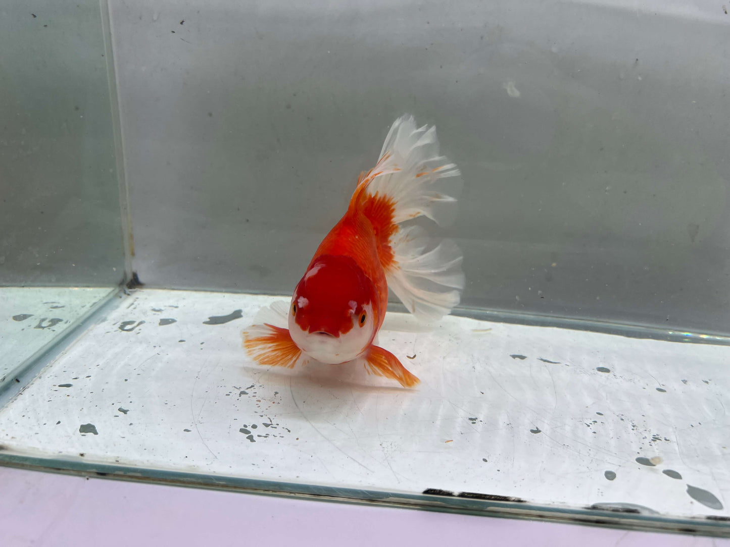 L - Jumbo Rosetail Oranda (13–14 cm)