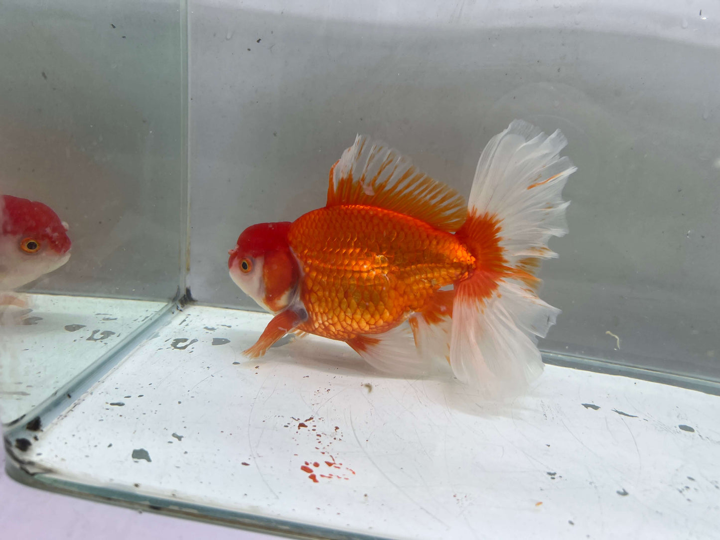 L - Jumbo Rosetail Oranda (13–14 cm)