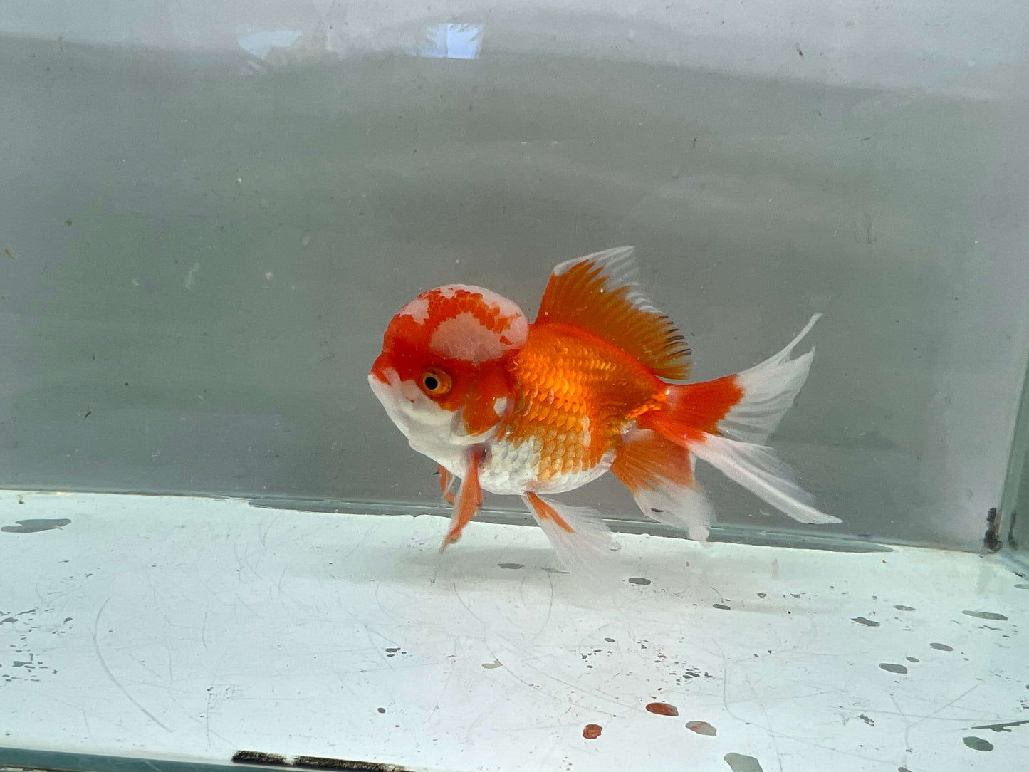 A - Jelly head Oranda 12-13cm