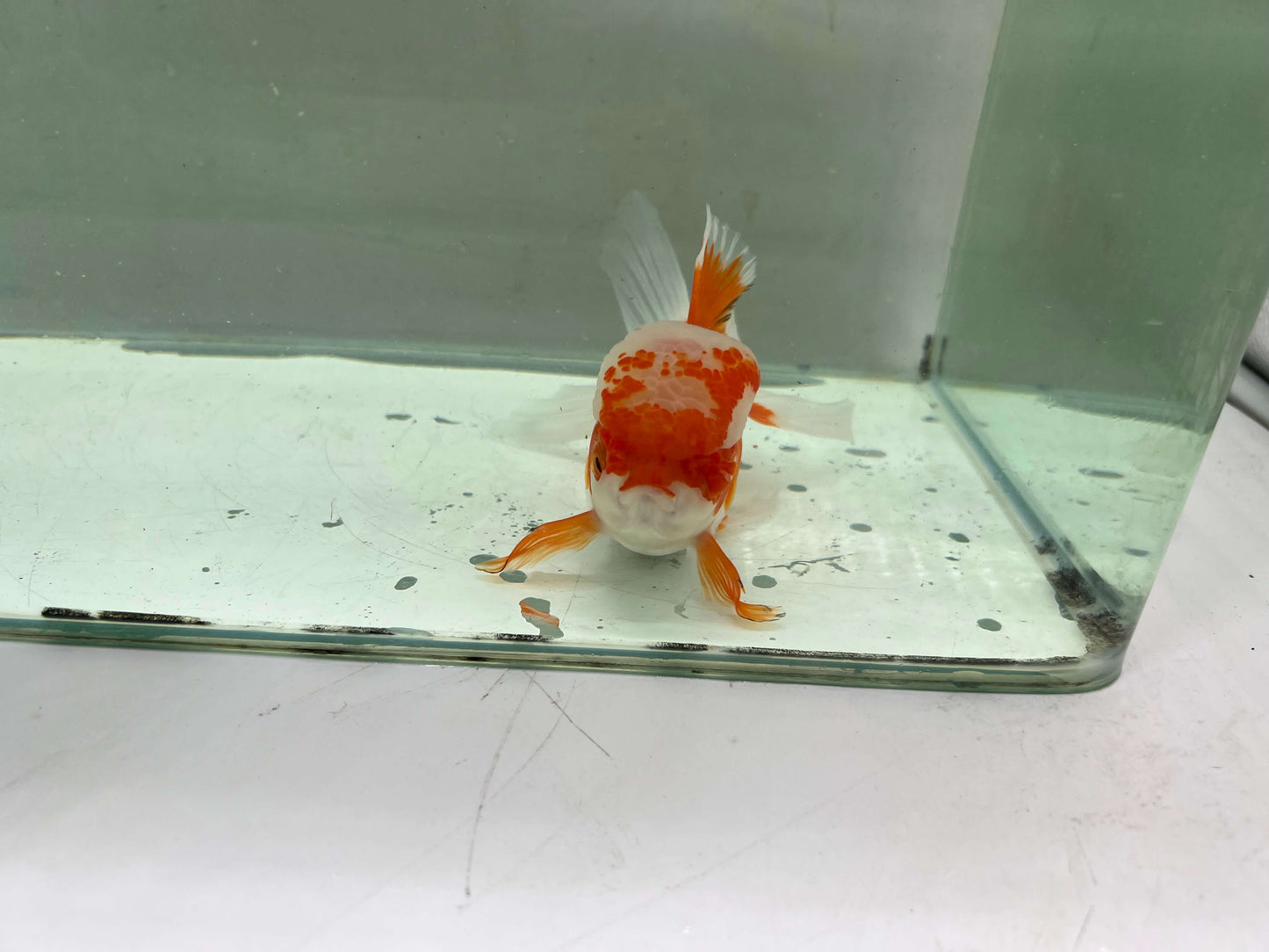 A - Jelly head Oranda 12-13cm