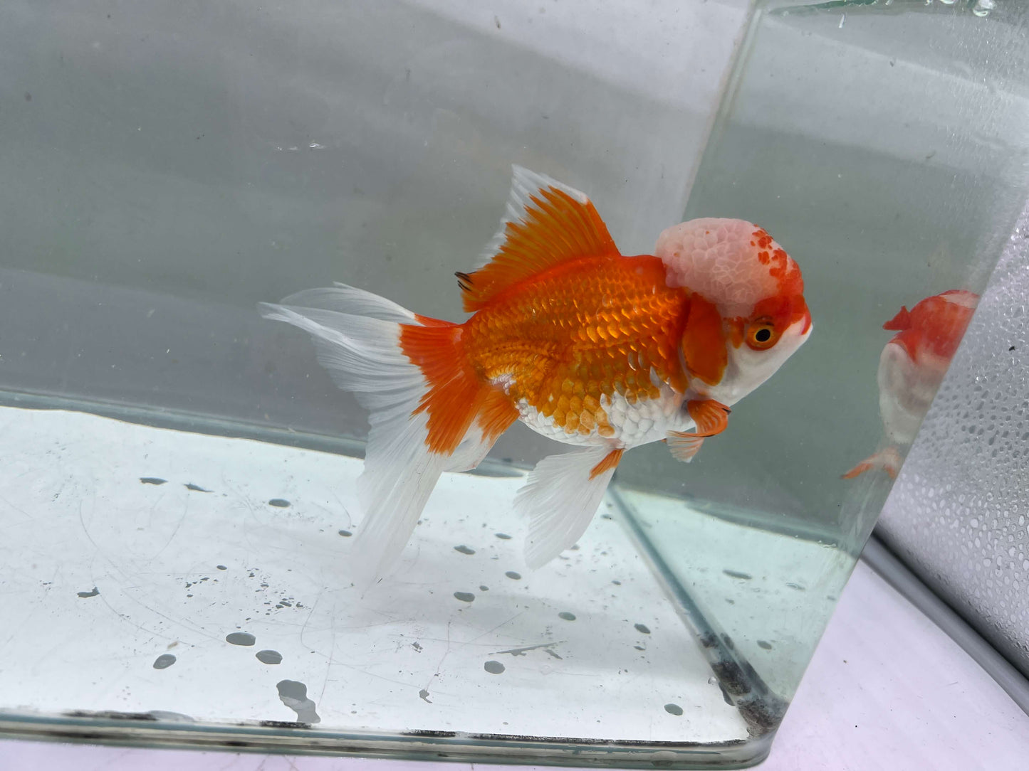 A - Jelly head Oranda 12-13cm