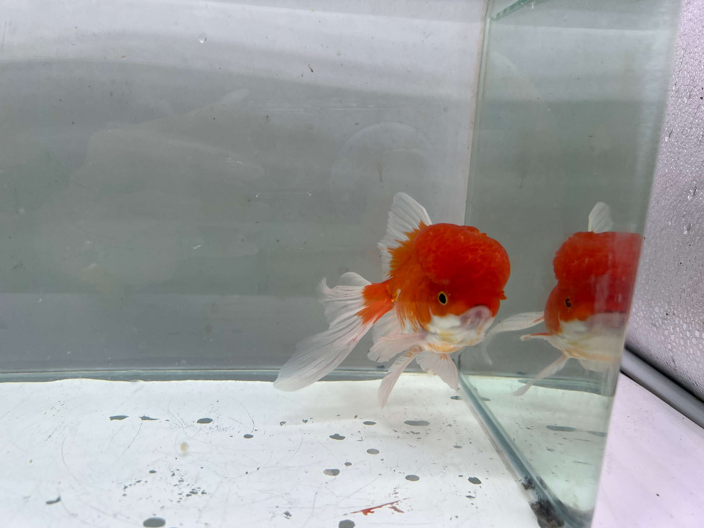 C - Jelly head Oranda 12-13cm