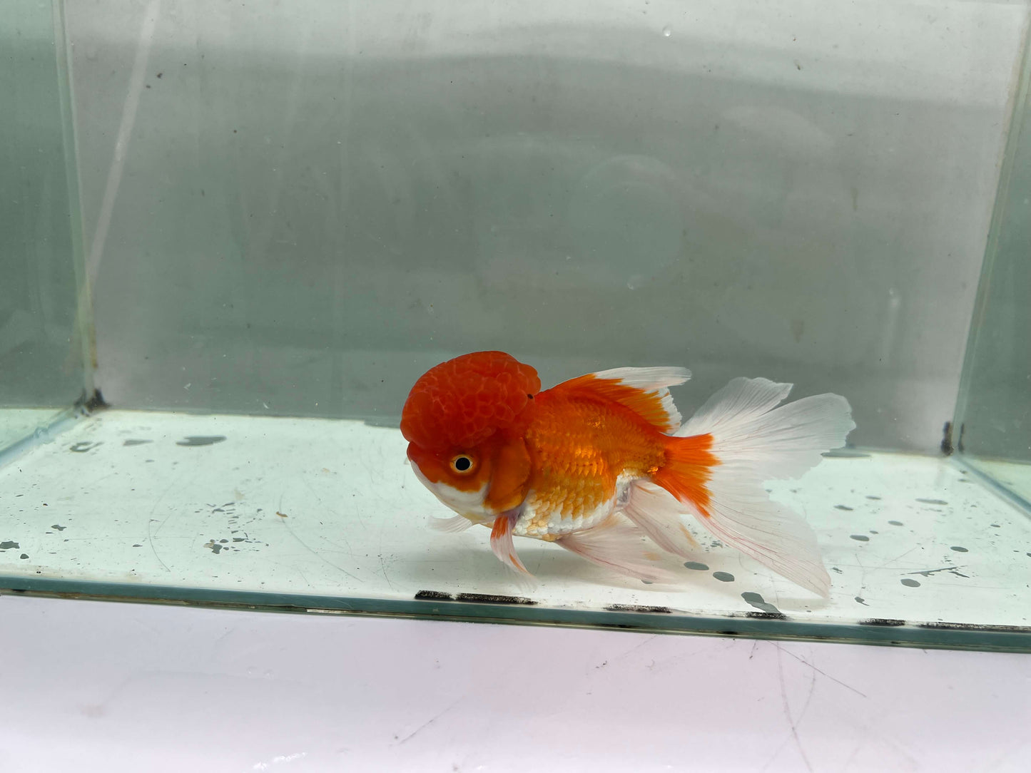 C - Jelly head Oranda 12-13cm