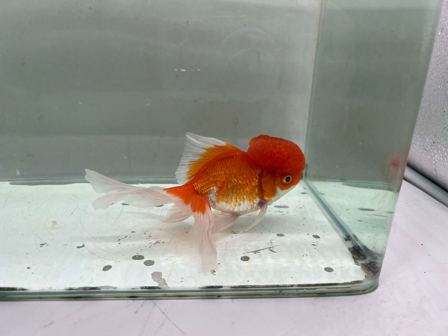 C - Jelly head Oranda 12-13cm