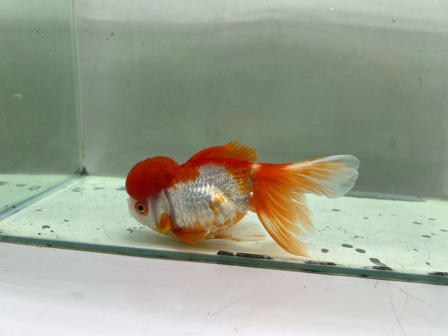 D - Jelly head Oranda 12-13cm