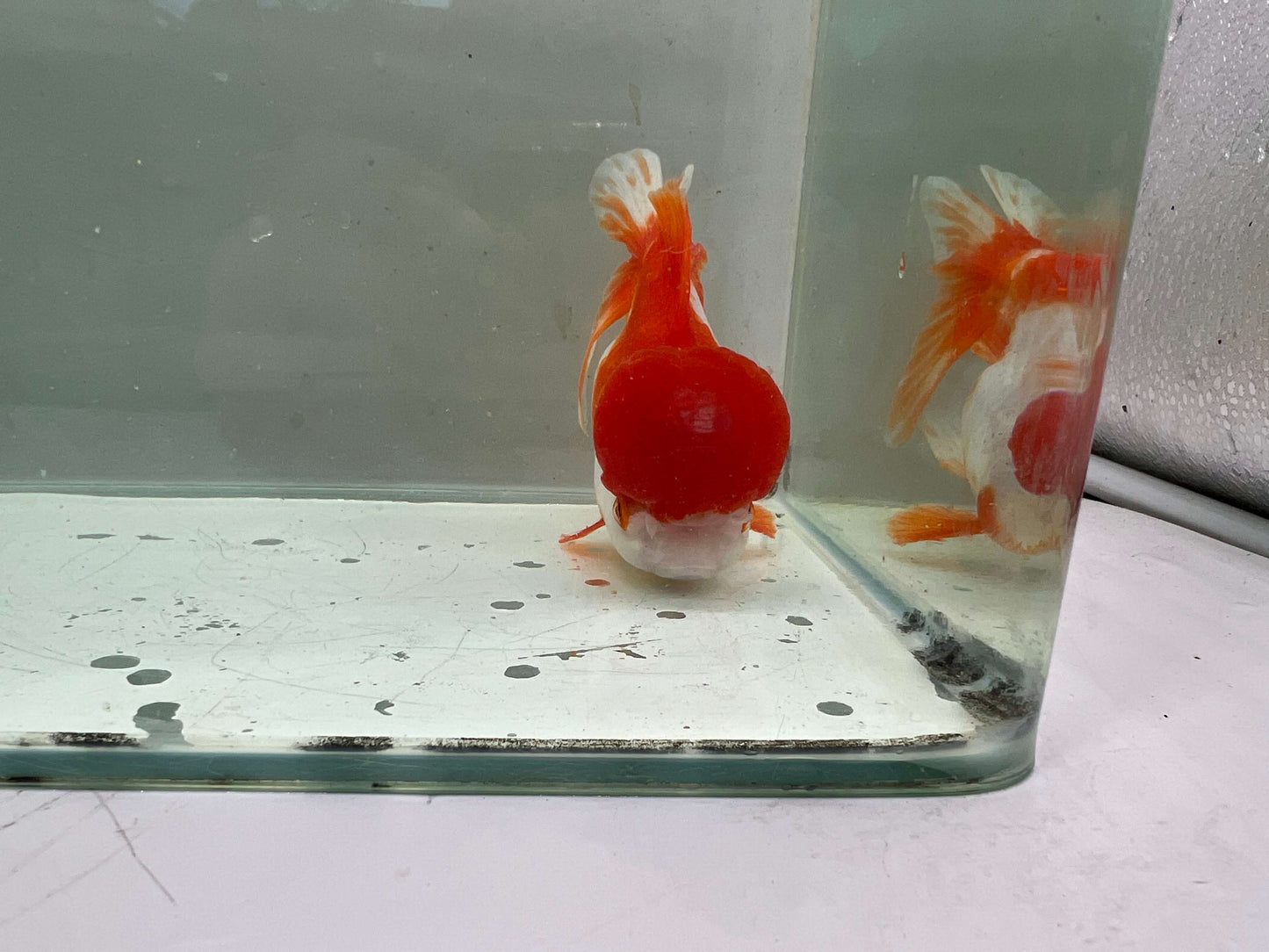 D - Jelly head Oranda 12-13cm