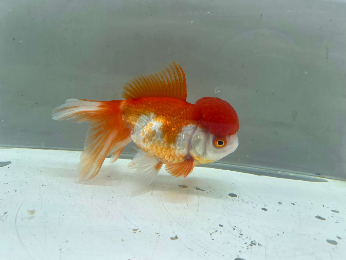 D - Jelly head Oranda 12-13cm