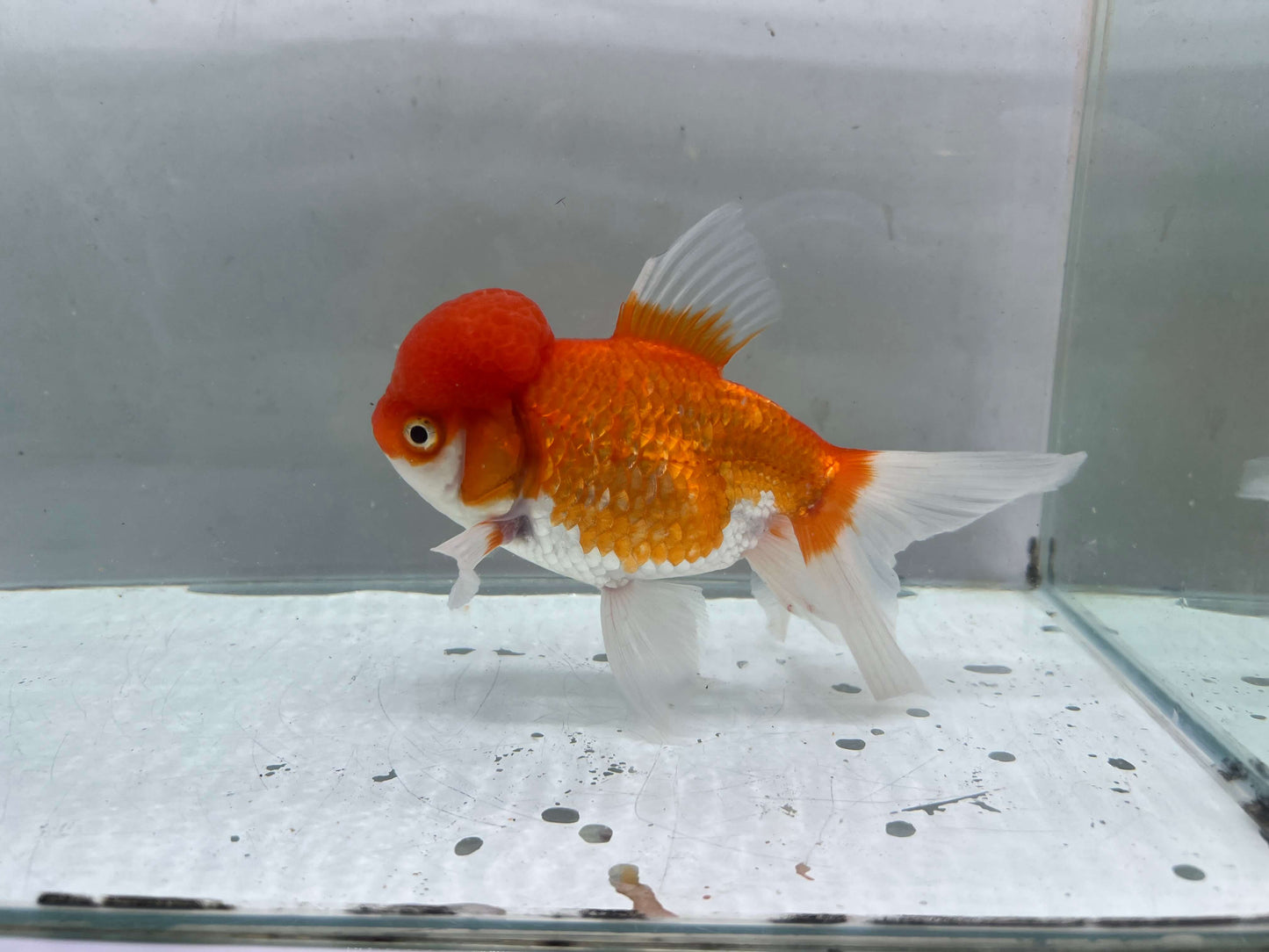 E - Jelly head Oranda 12-13cm