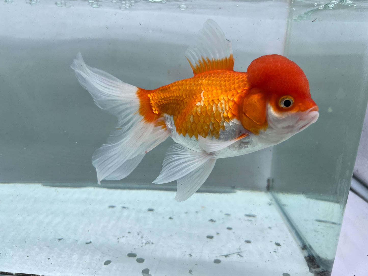E - Jelly head Oranda 12-13cm