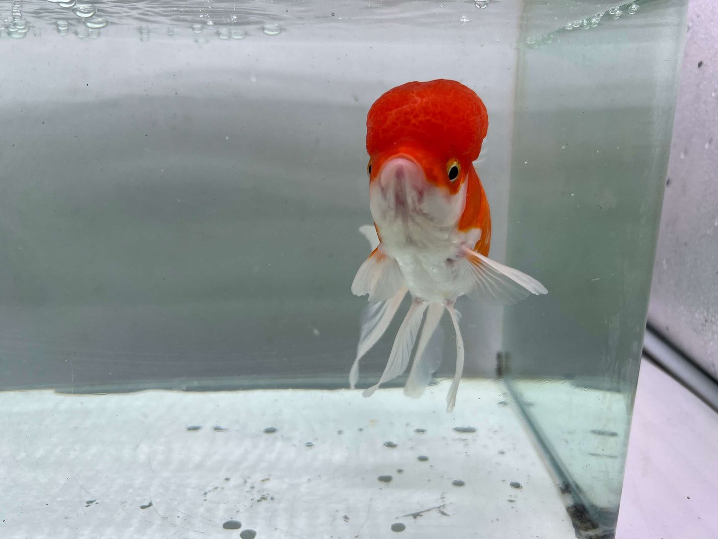 E - Jelly head Oranda 12-13cm