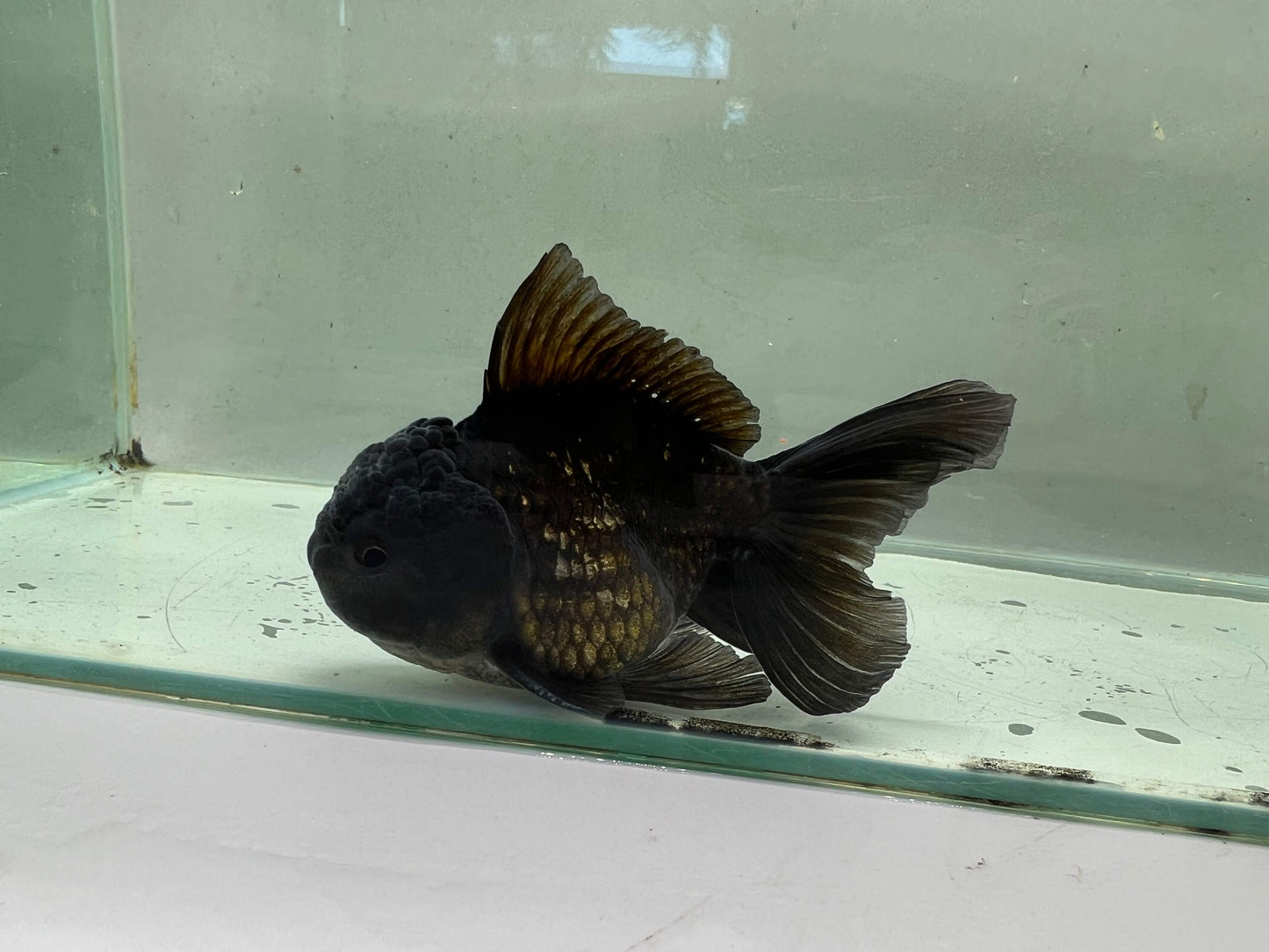 A1 - Premium Black Oranda (10 cm)