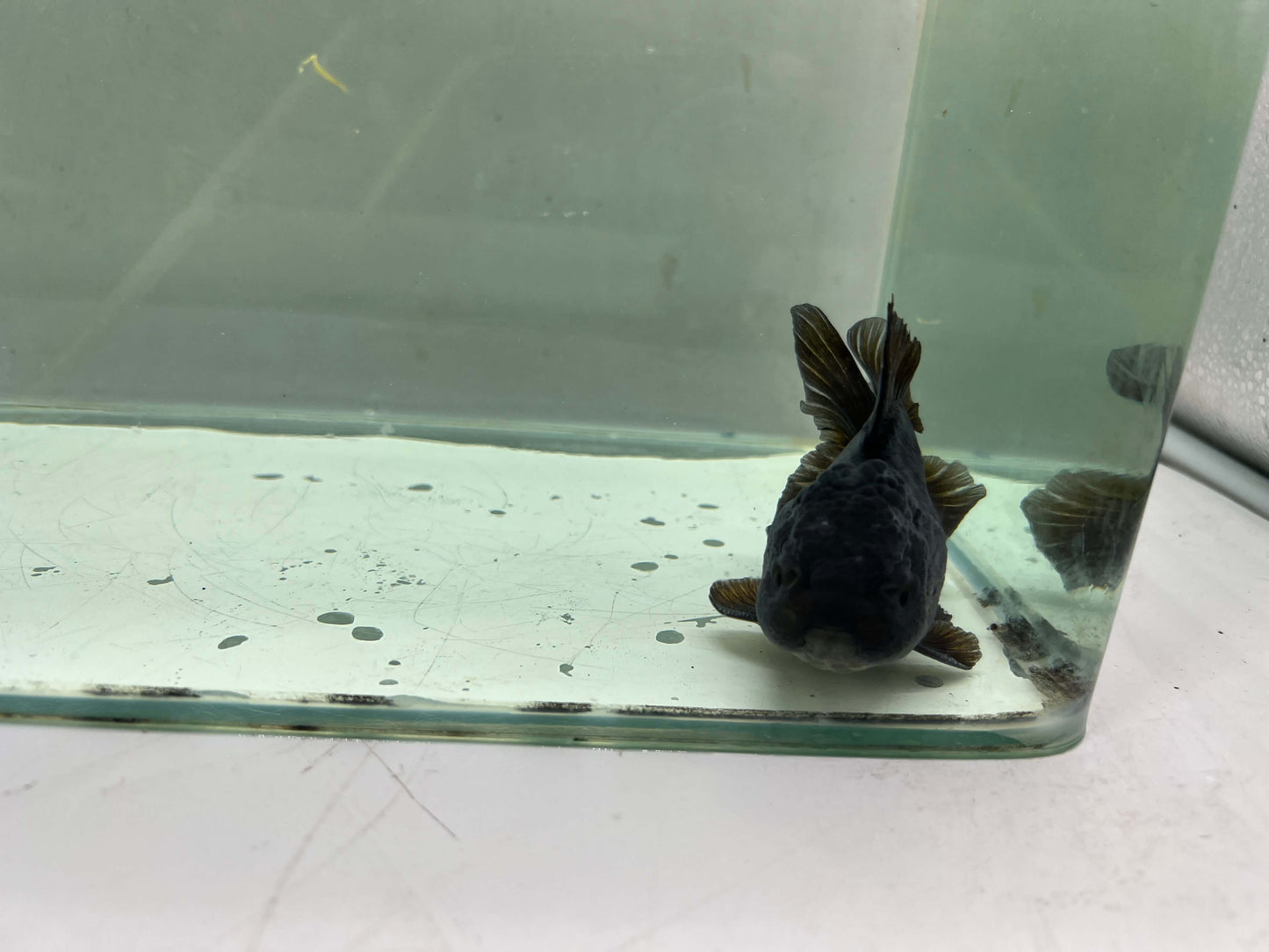 A1 - Premium Black Oranda (10 cm)
