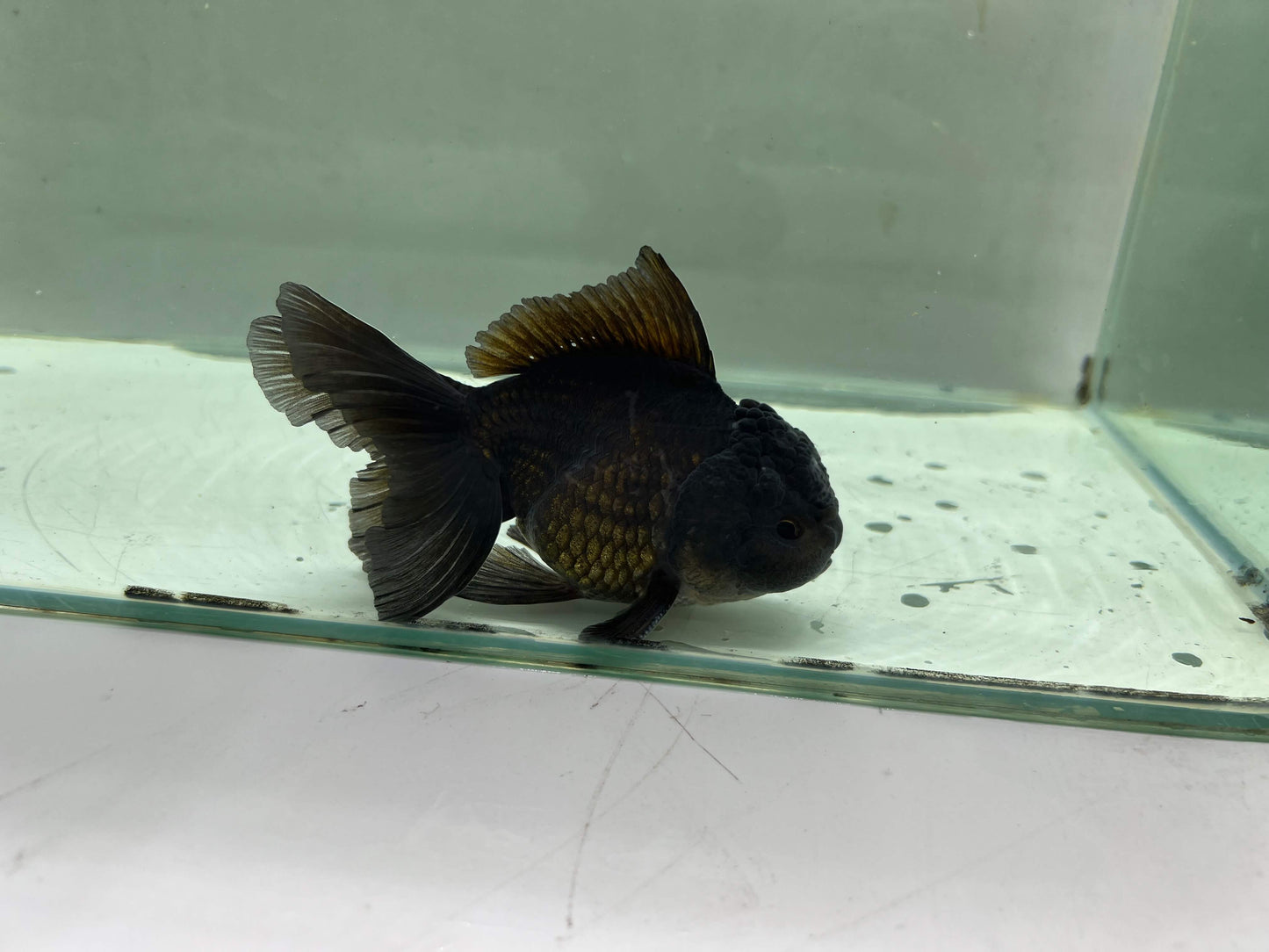 A1 - Premium Black Oranda (10 cm)
