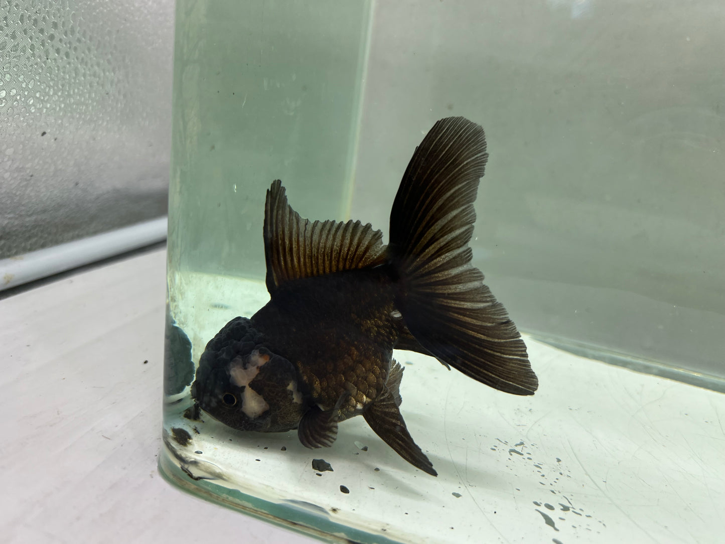 A2 - Premium Black Oranda (10 cm)