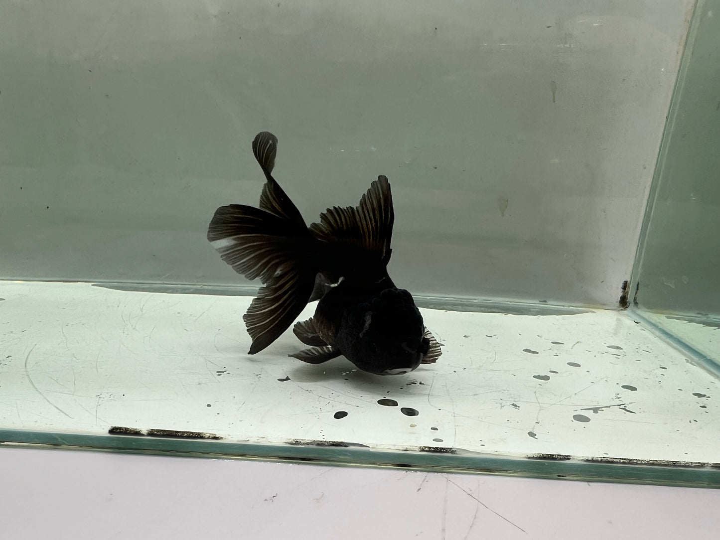 A2 - Premium Black Oranda (10 cm)