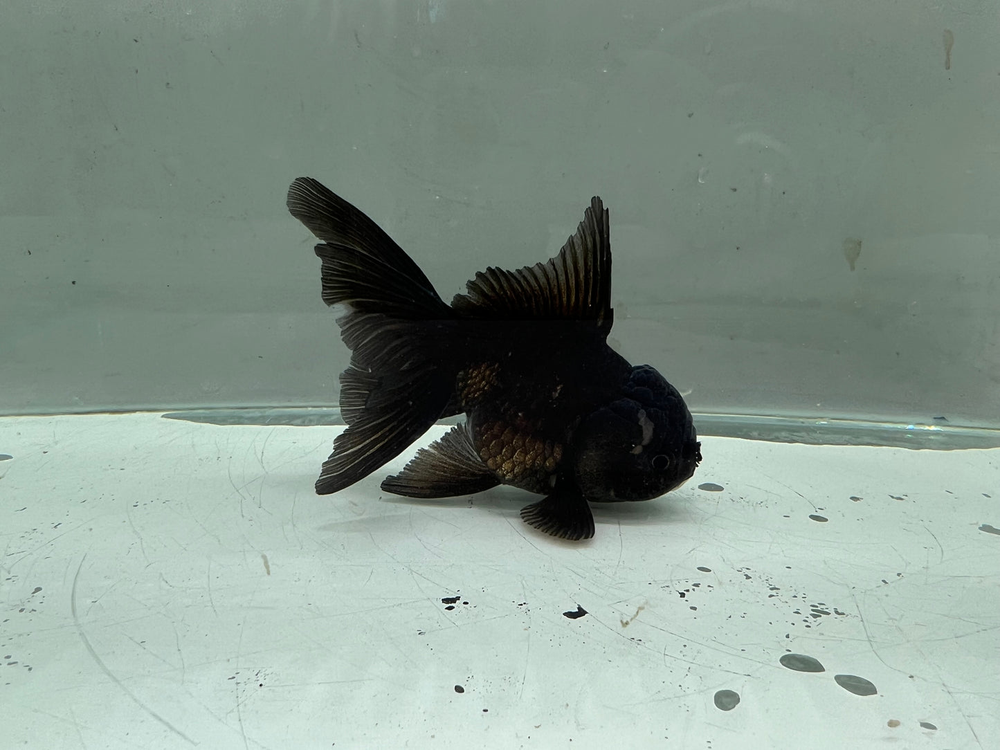 A2 - Premium Black Oranda (10 cm)