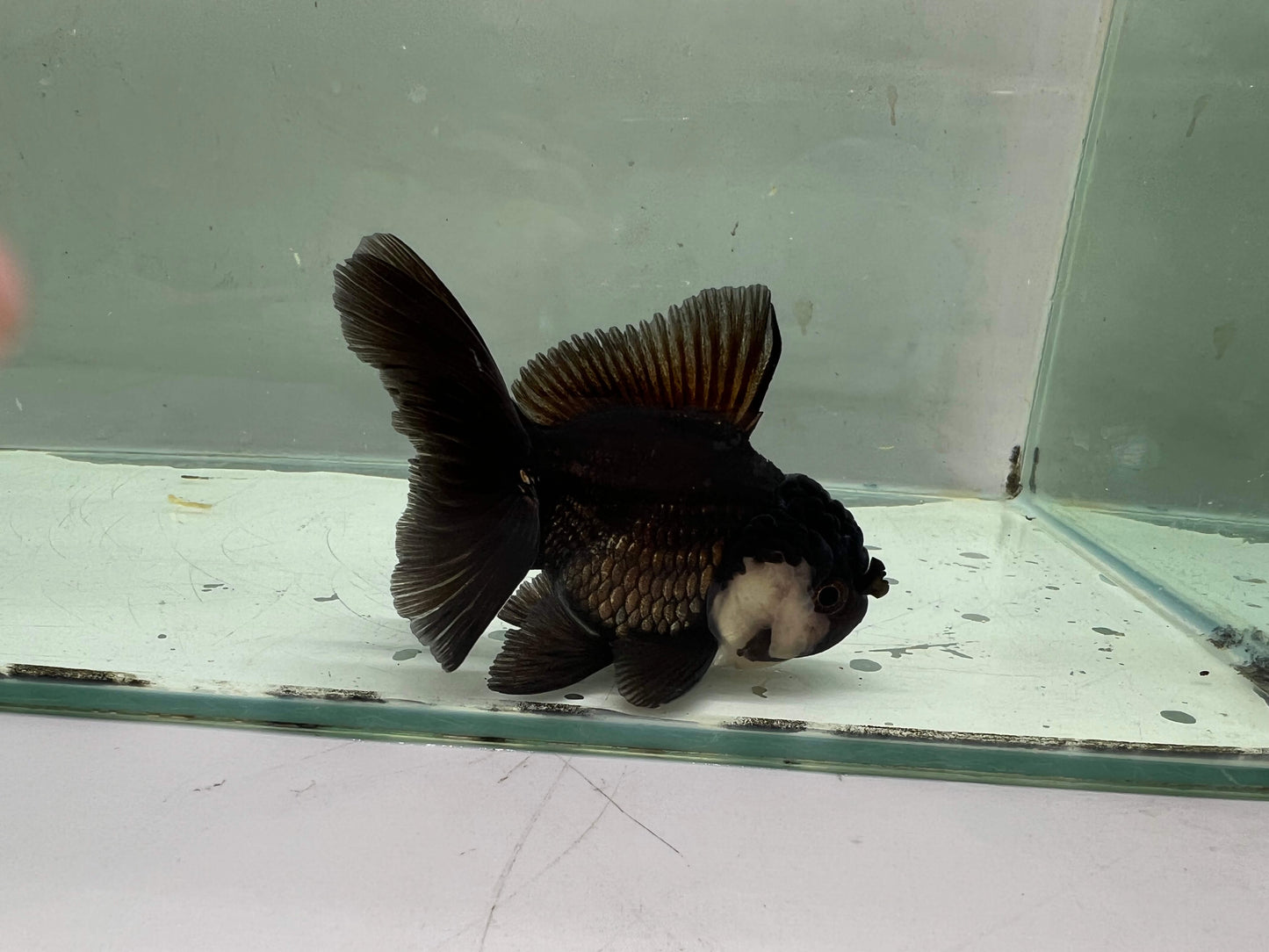A3- Premium Black Oranda (10 cm)