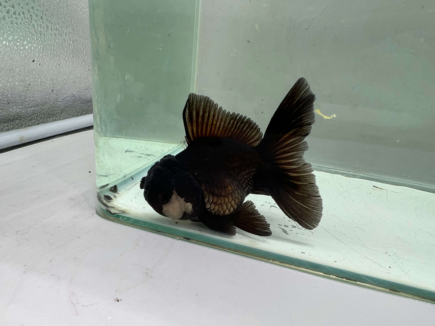 A3- Premium Black Oranda (10 cm)